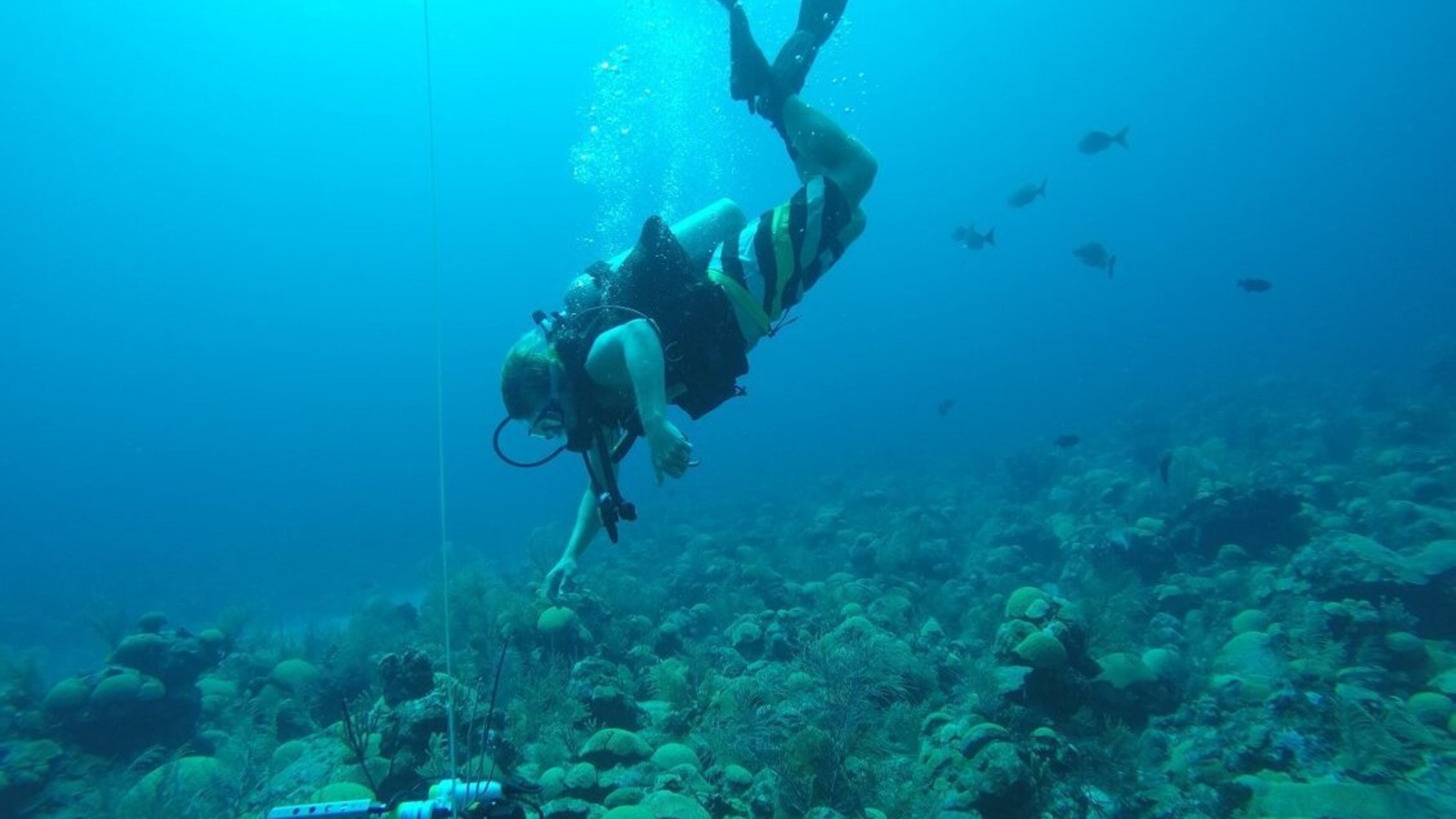 Georgia Southern University professor Tyler Cyronak is studying the potential for seagrass to soak up and store larger amounts of carbon dioxide. (Courtesy of Andreas Andersson)