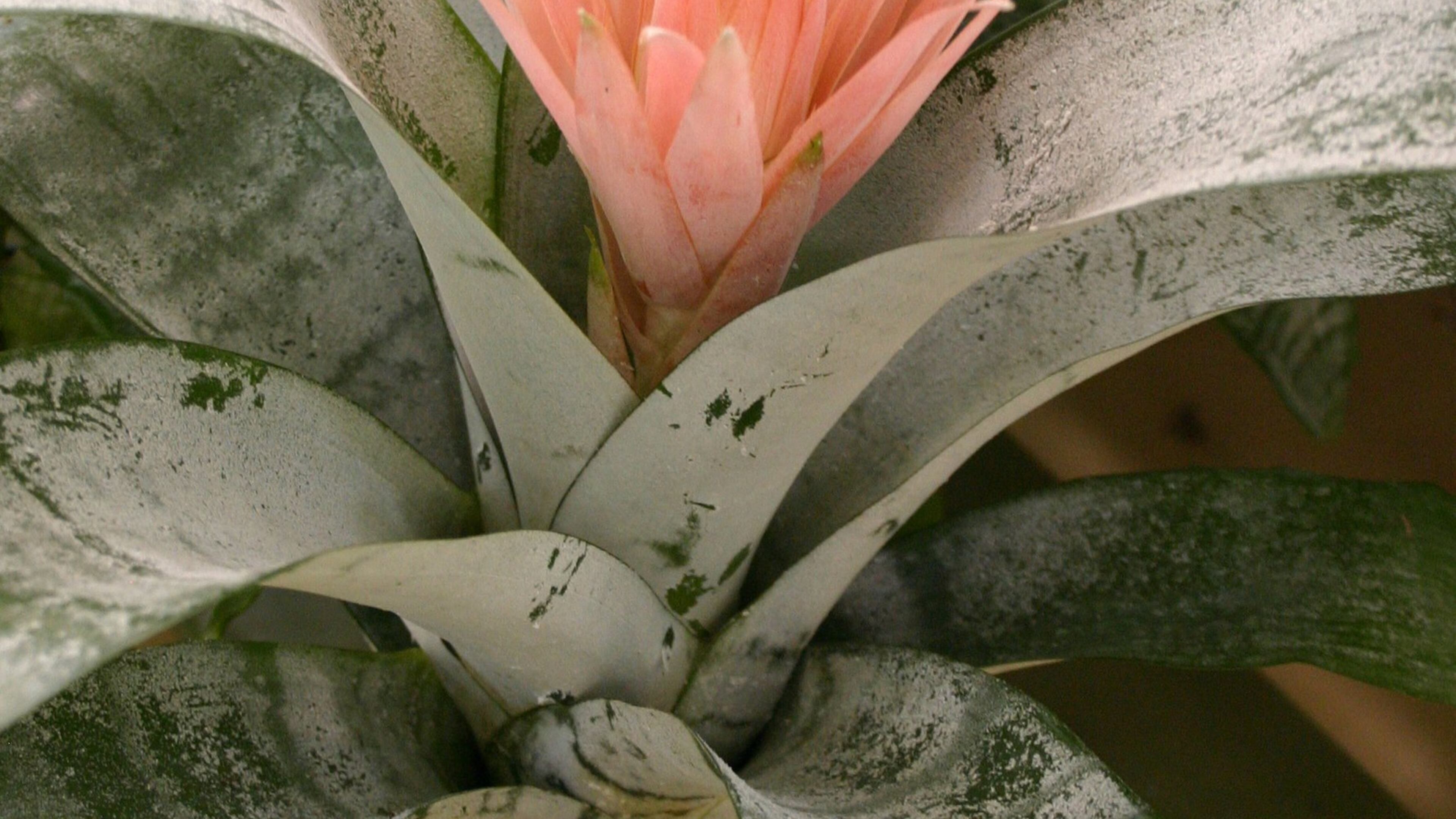 Give your bromeliad bright light during some parts of the day. WALTER REEVES