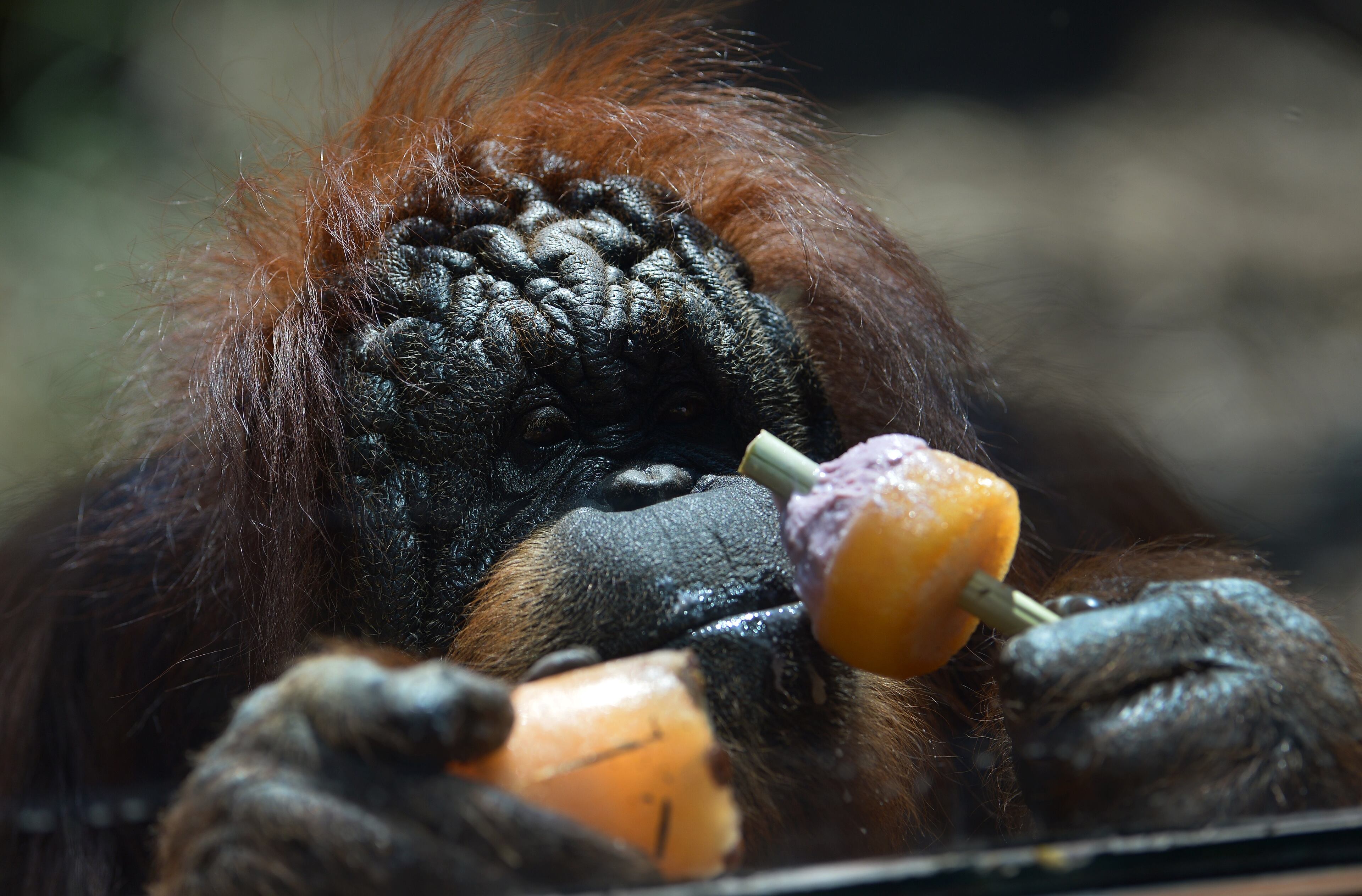 An orangutan eats a fruit popsicle at Rome's Bioparco zoo as a blistering heatwave sweeps through Europe, on July 2, 2015. (Photo: TIZIANA FABI/AFP/Getty Images)