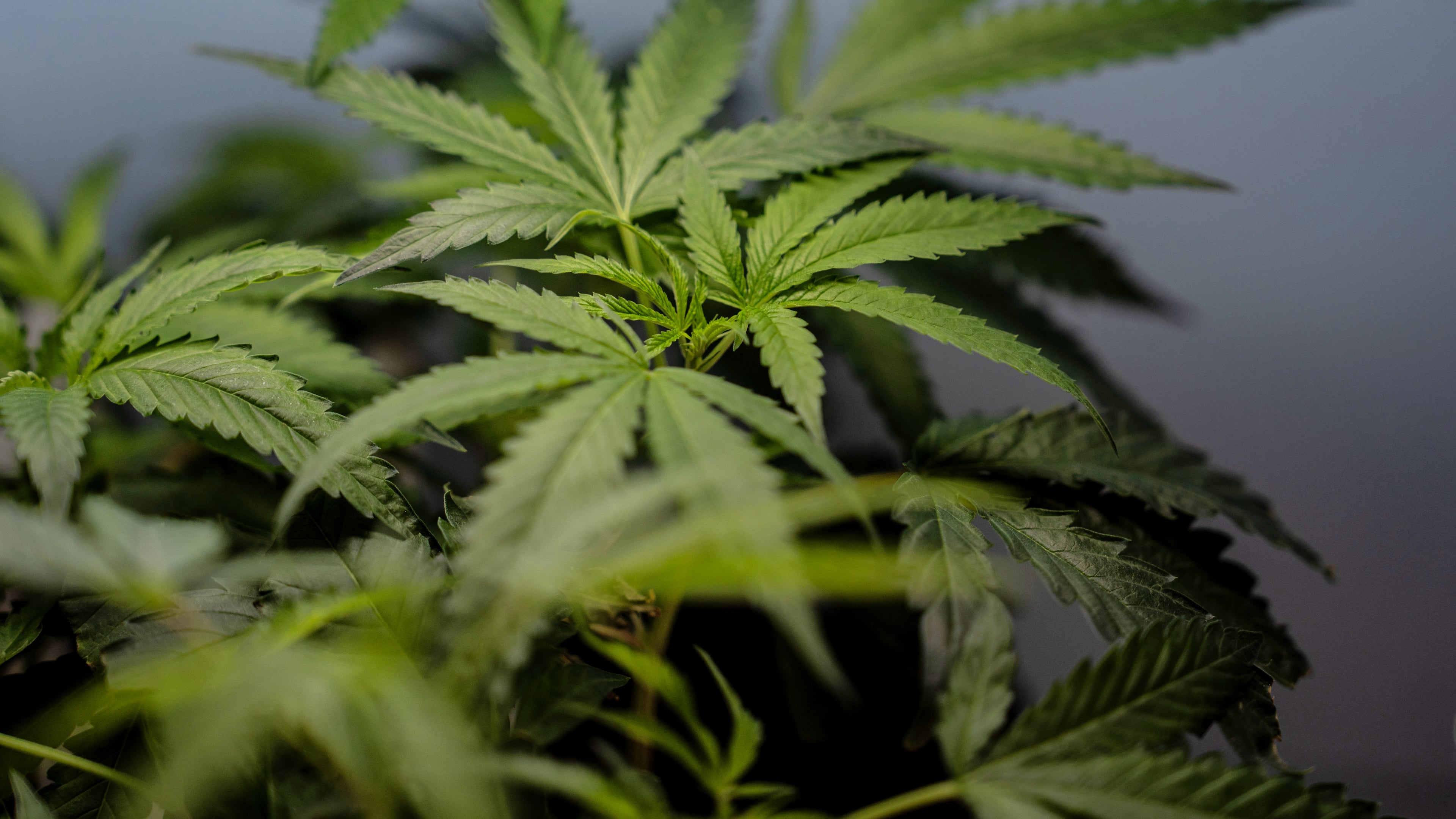 FILE - Marijuana clones are shown for sale in Santa Ana, Calif., April 23, 2026. (AP Photo/Jae C. Hong, File)