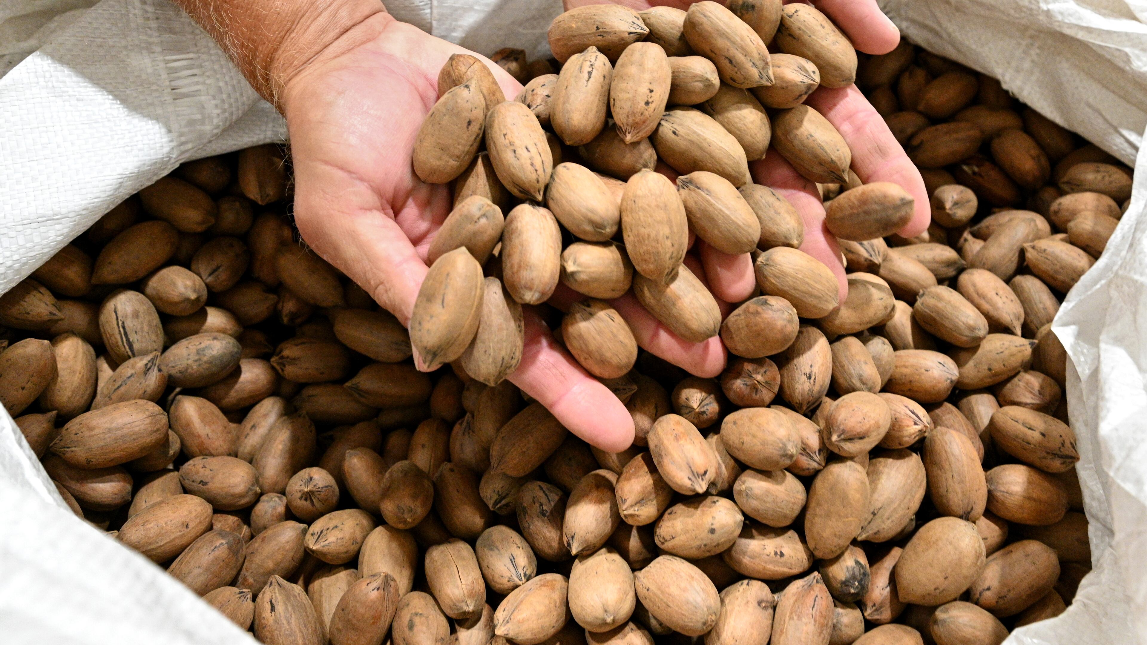 When Donald Trump raised tariffs in 2018 and 2019, the Chinese retaliated, slapping higher tariffs on pecans and other prime Georgia farm exports. (Hyosub Shin / Hyosub.Shin@ajc.com)