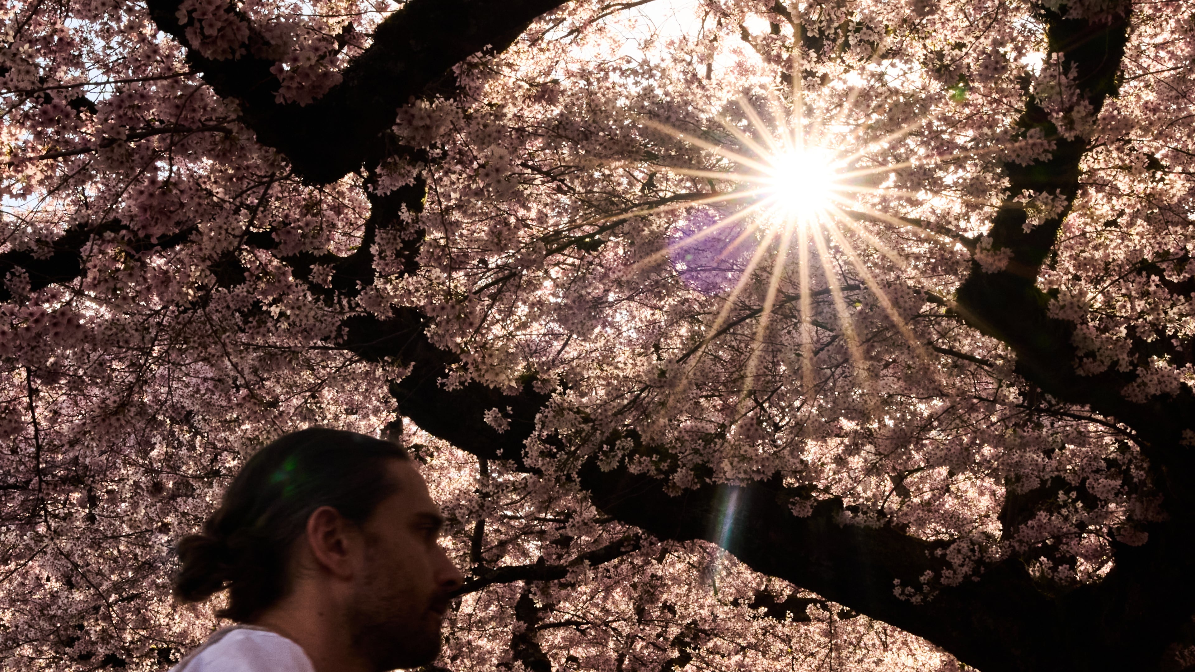 FILE - A person walks through the blooming Yoshino cherry trees at the University of Washington, April 5, 2026, in Seattle. (AP Photo/Lindsey Wasson, File)