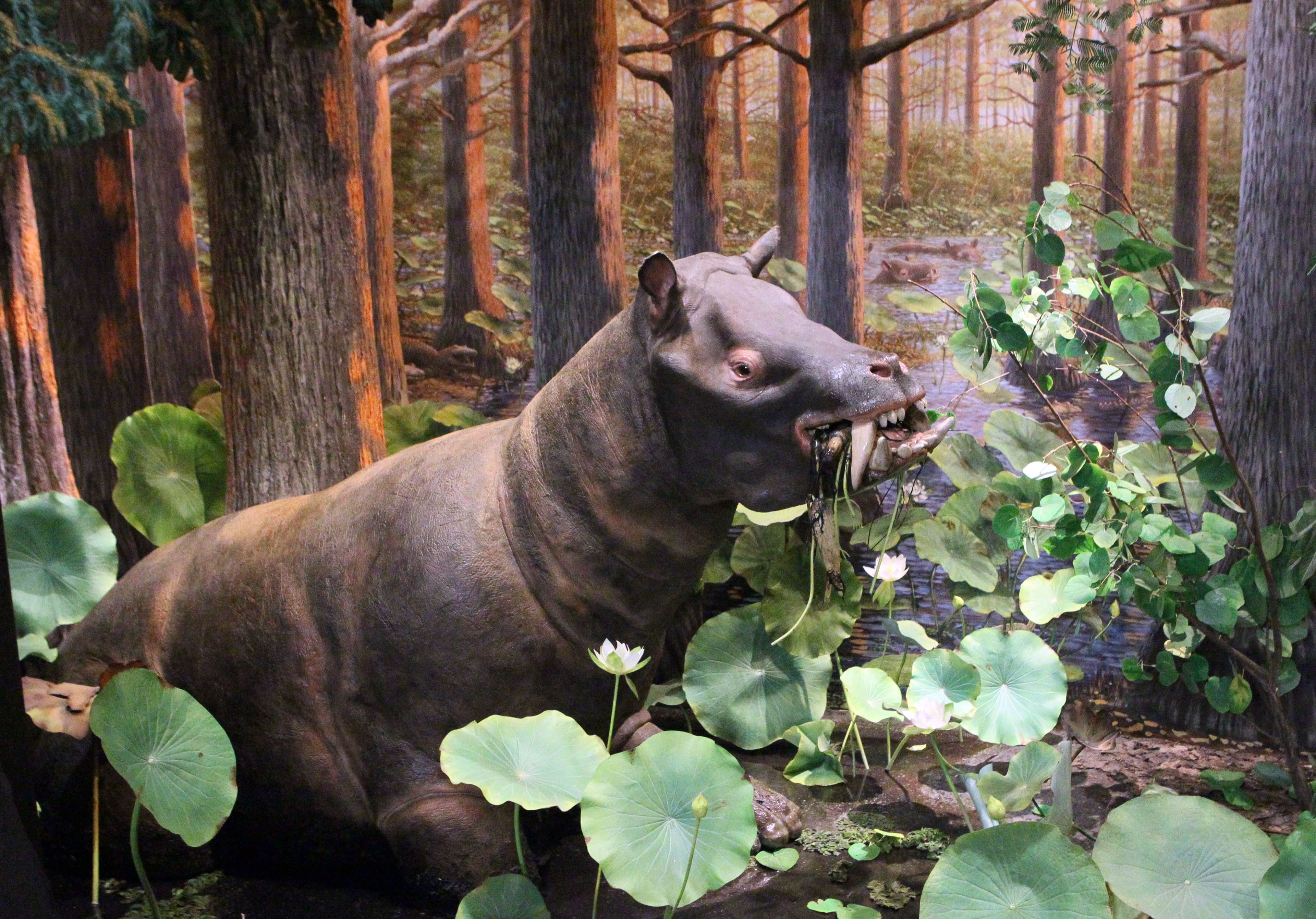 A diorama of a swamp wading Coryphodon is part of the American Museum of Natural History's "Extreme Mammals" exhibit at the Fernbank Museum of Natural History in Atlanta.