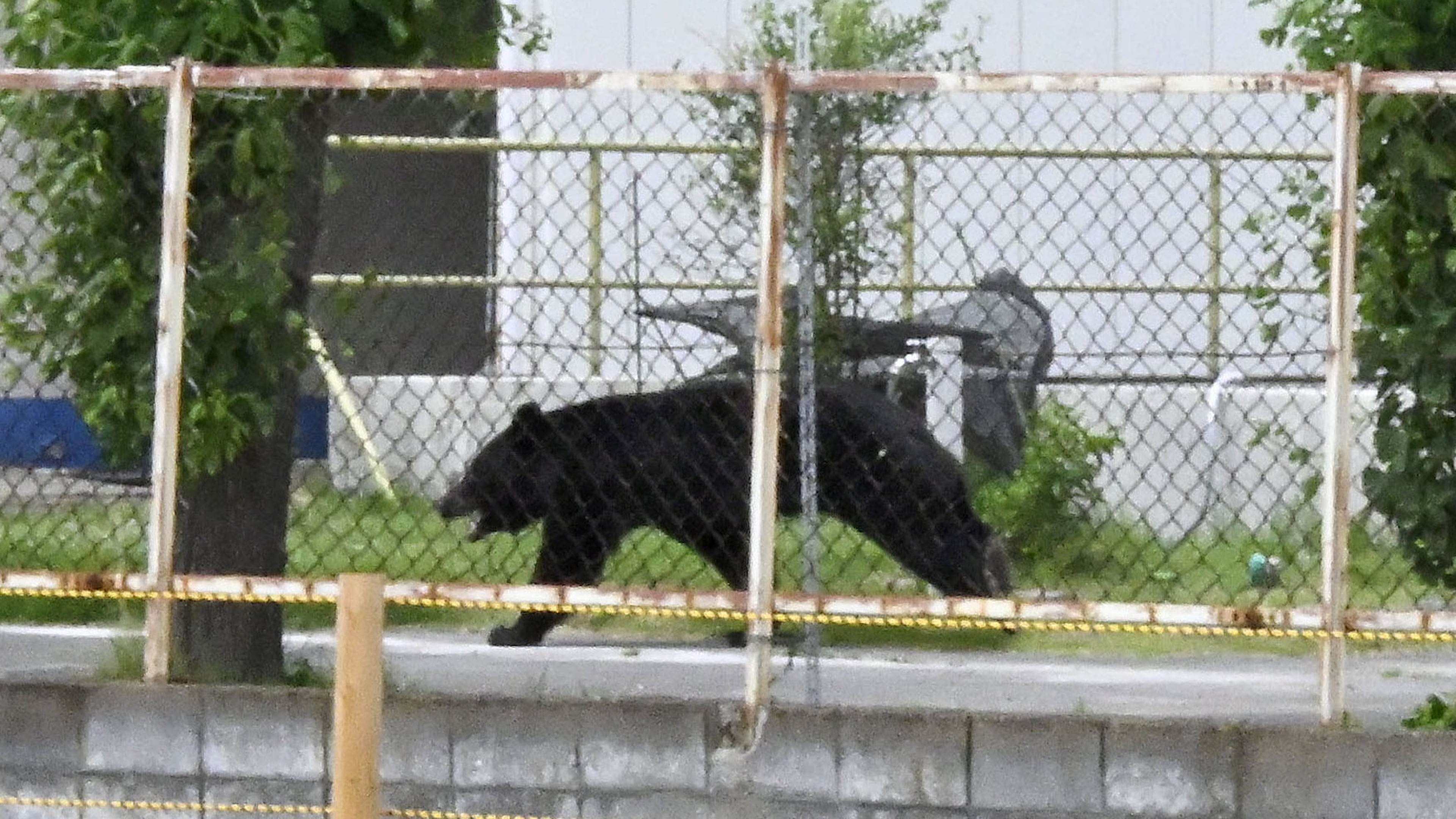 A bear walks on the premises of an office in Fukushima, Japan, Tuesday, June 2, 2026. (Kyodo News via AP)