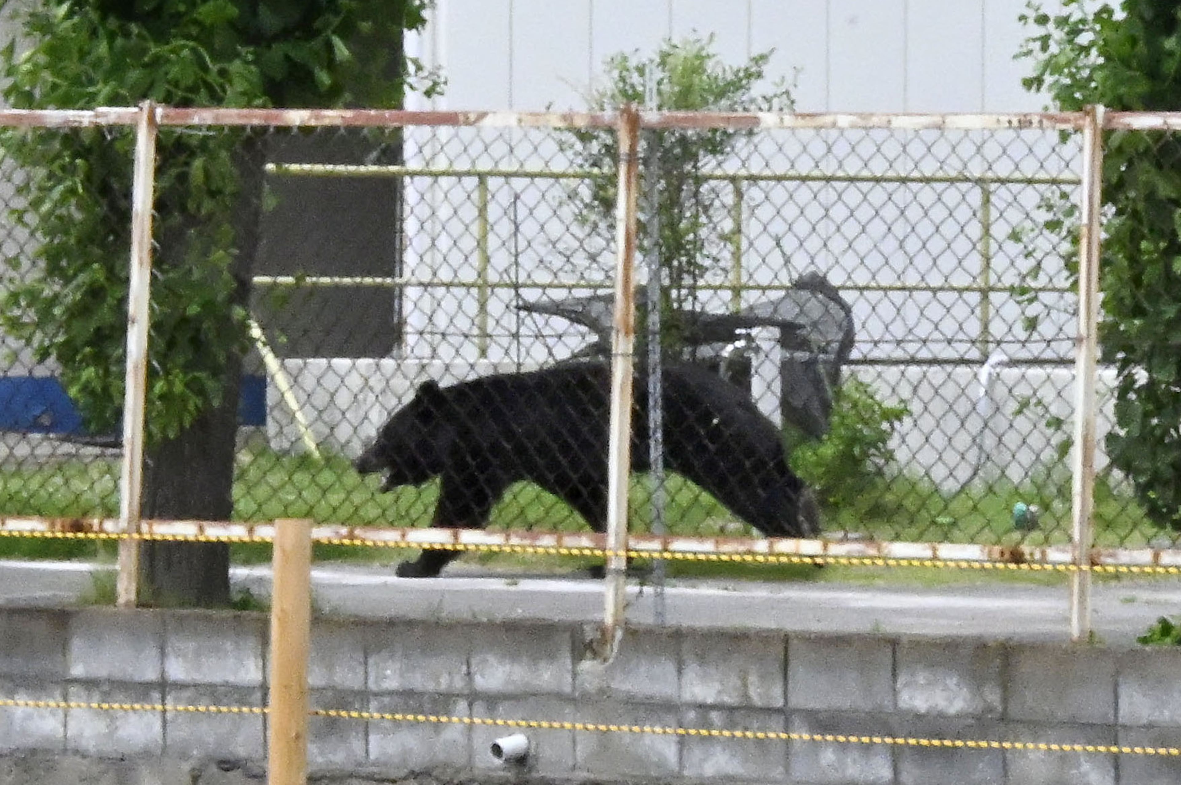 Japan Bear Attack