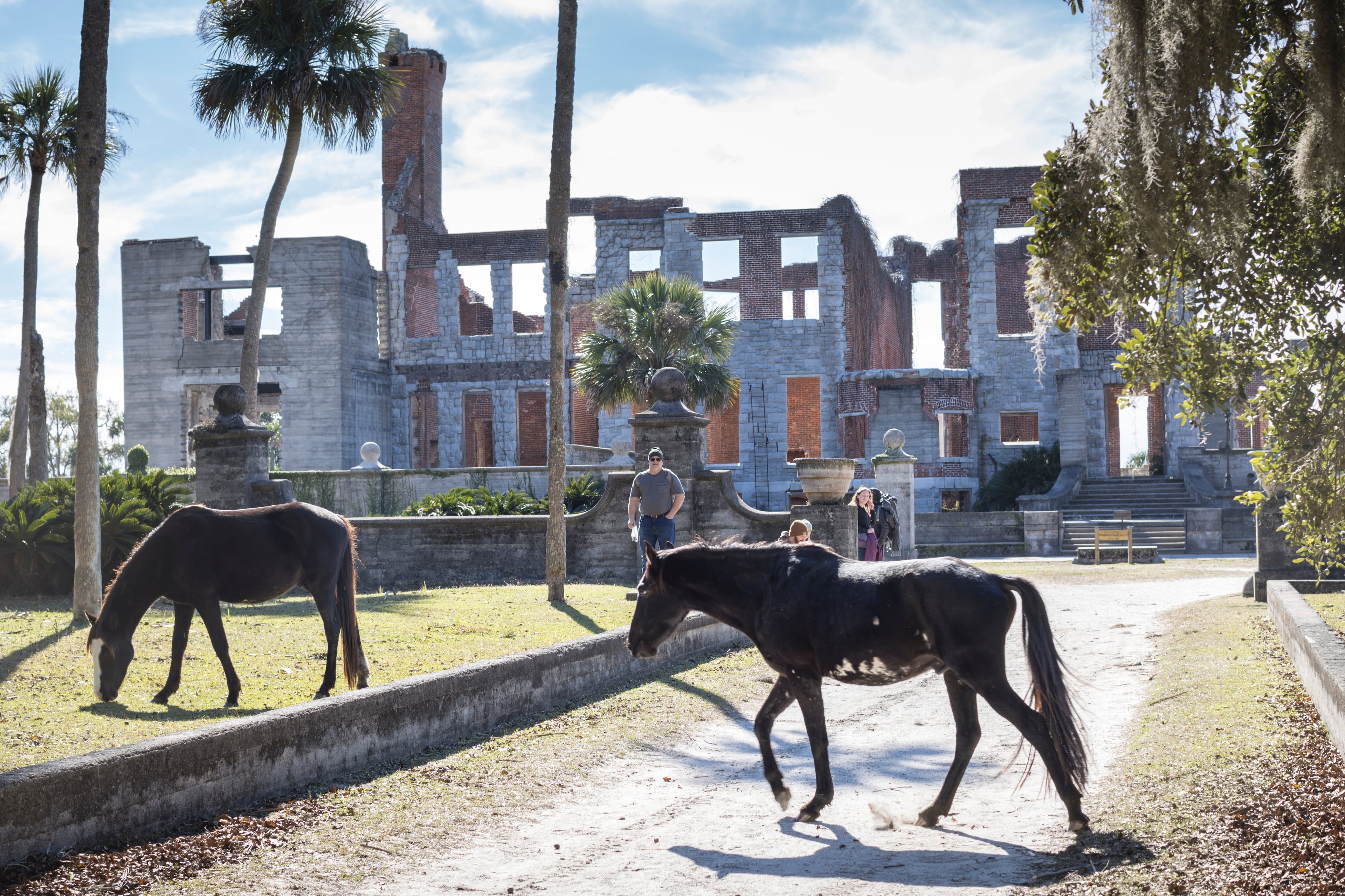 In this 2022 file photo, feral horses roam Cumberland Island, a common sight near the ruins of Dungeness, a 37,000-square-foot estate house dating to the mid-1880s once owned by Thomas Carnegie, brother and business partner of Pittsburgh steel magnate Andrew Carnegie. (Stephen B. Morton for the AJC)