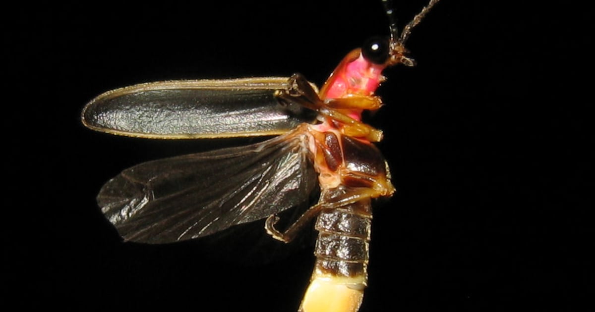 June and July are peak times for ‘lightning bugs' in Georgia