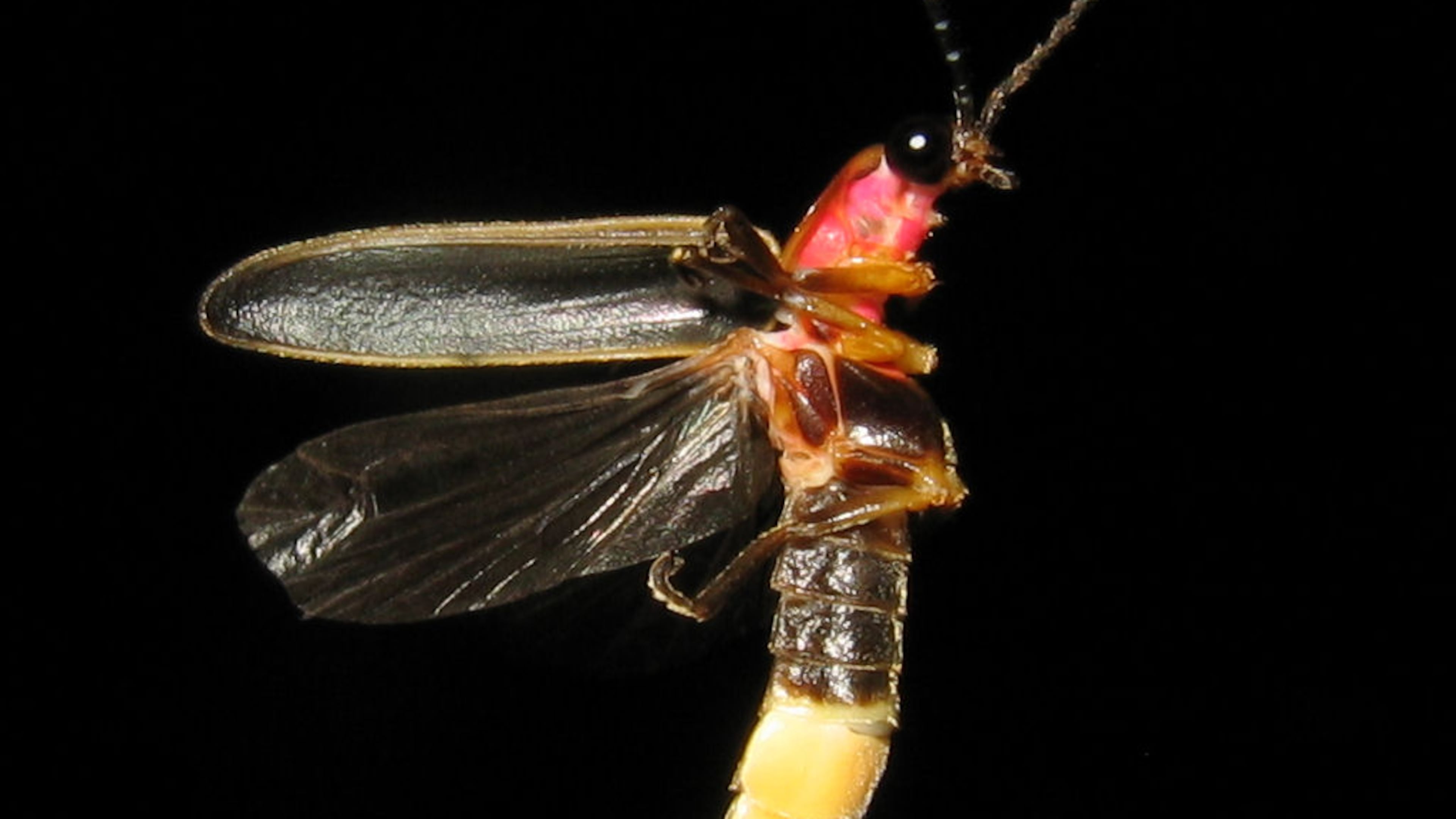 The common eastern firefly (Photinus pyralis) is Georgia's most common "lightning bug" whose tiny, blinking lights can be seen in June and July. (Photo: art farmer/Creative Commons Attribution-Share Alike 2.0 Generic)