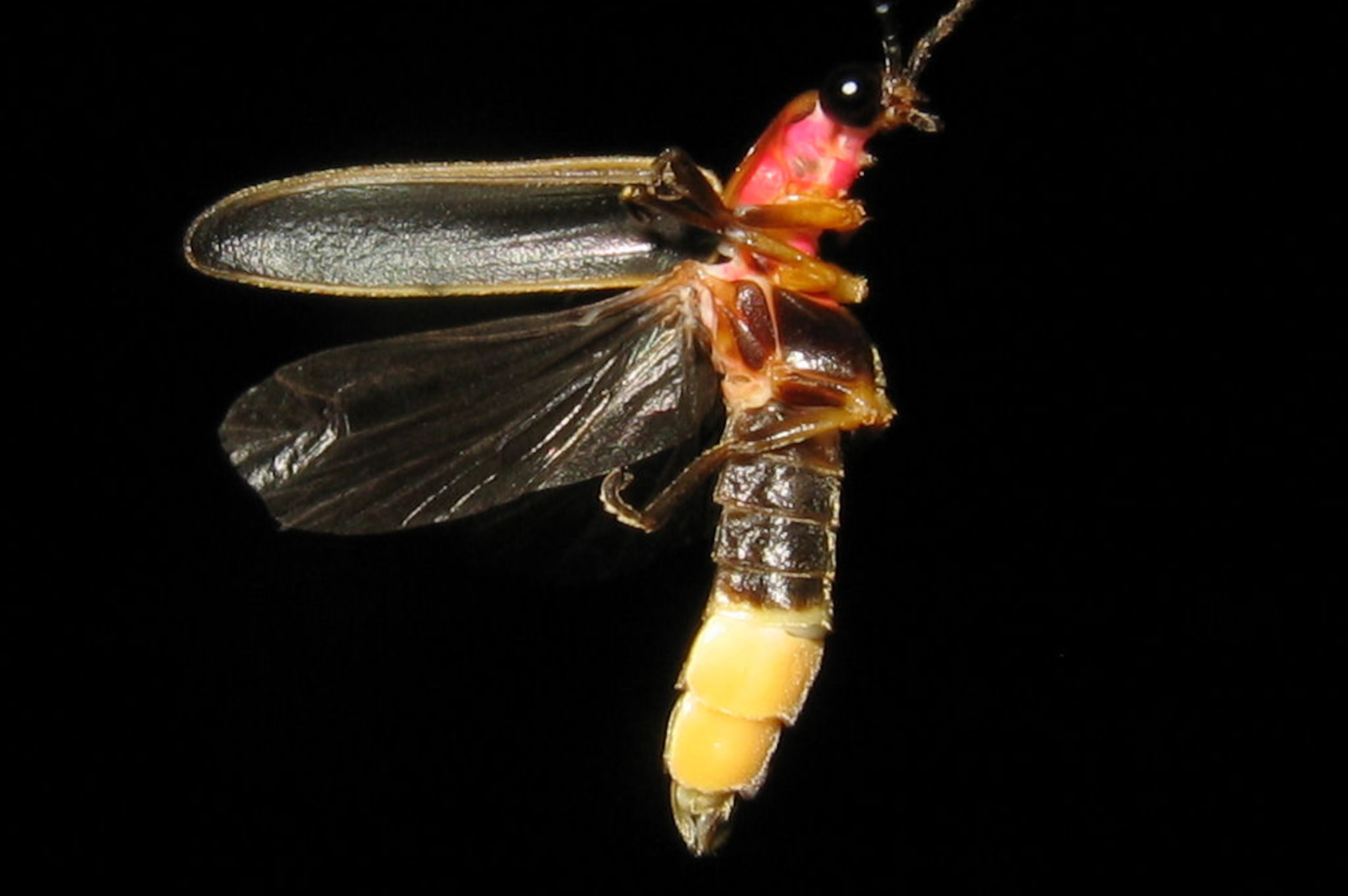 Commono Eastern firefly
