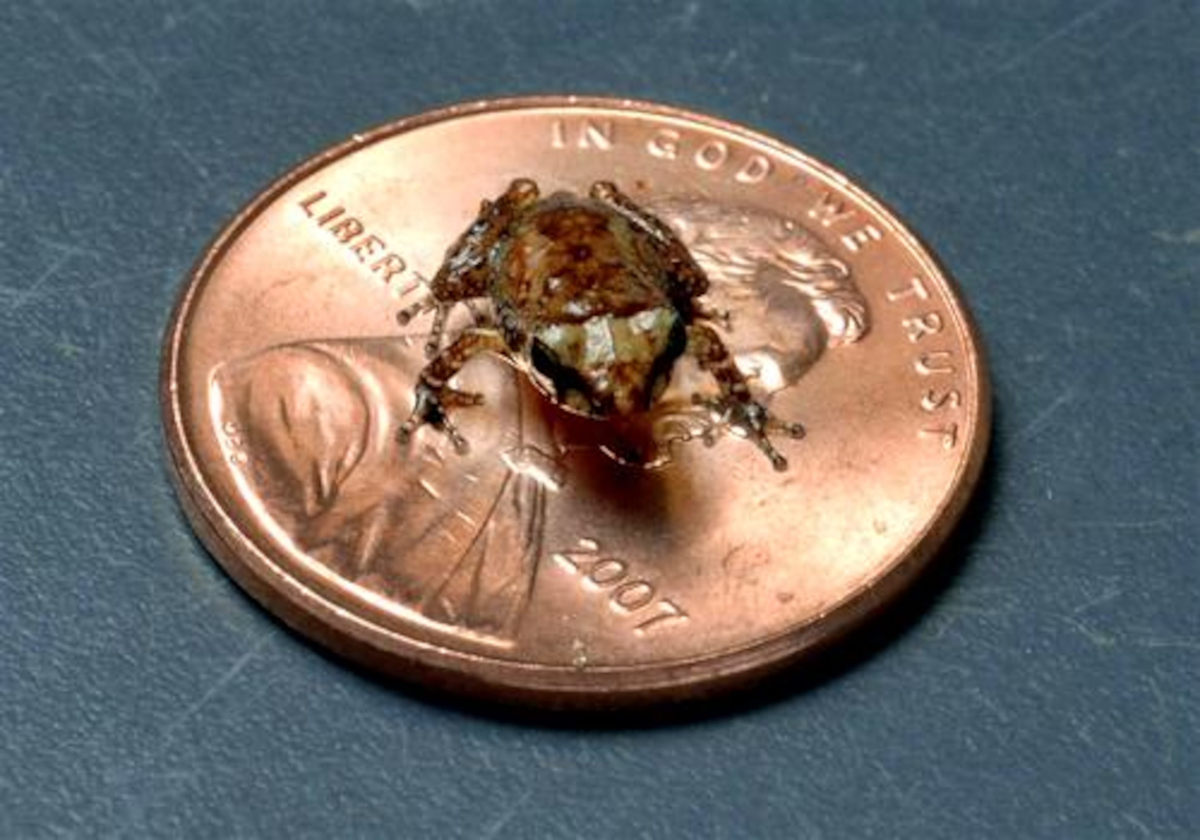 A baby Common Coqui frog from Puerto Rico. The species is named for the loud sound the males make at night.