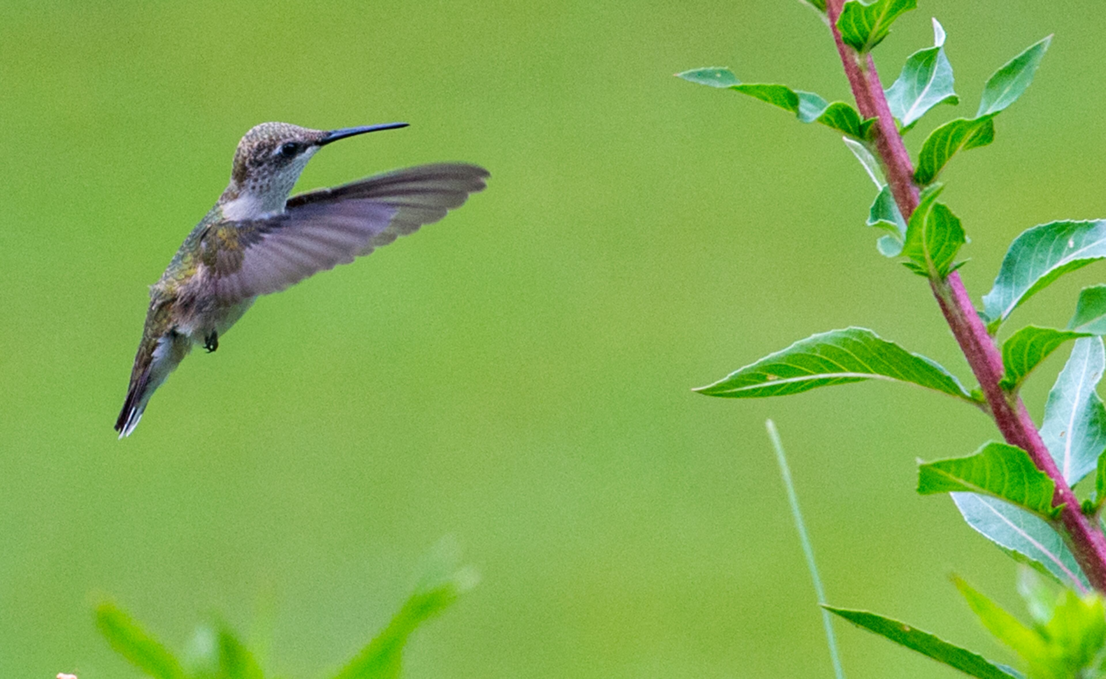 August 29, 2015 Kennesaw - A hummingbird hovers in the air during the Hummingbird Banding Festival at the Smith Gilbert Gardens in Kennesaw on Saturday, August 29, 2015. The fifth annual event helps identify hummingbirds as they migrate to Mexico while providing fun and education for people attending the event. JONATHAN PHILLIPS / SPECIAL