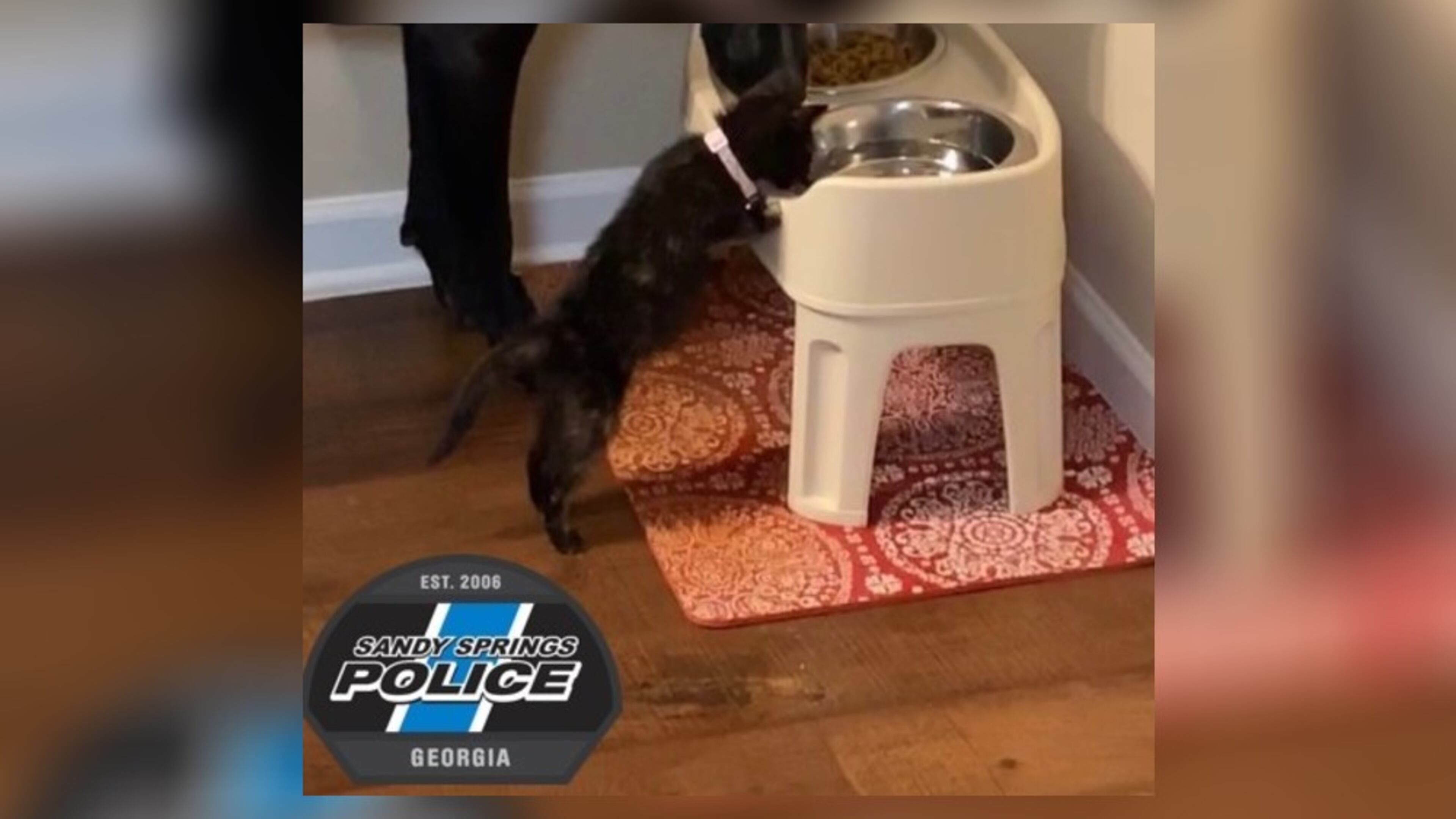 Holly was among the two cats thrown from a suspect's car in early July, authorities said.