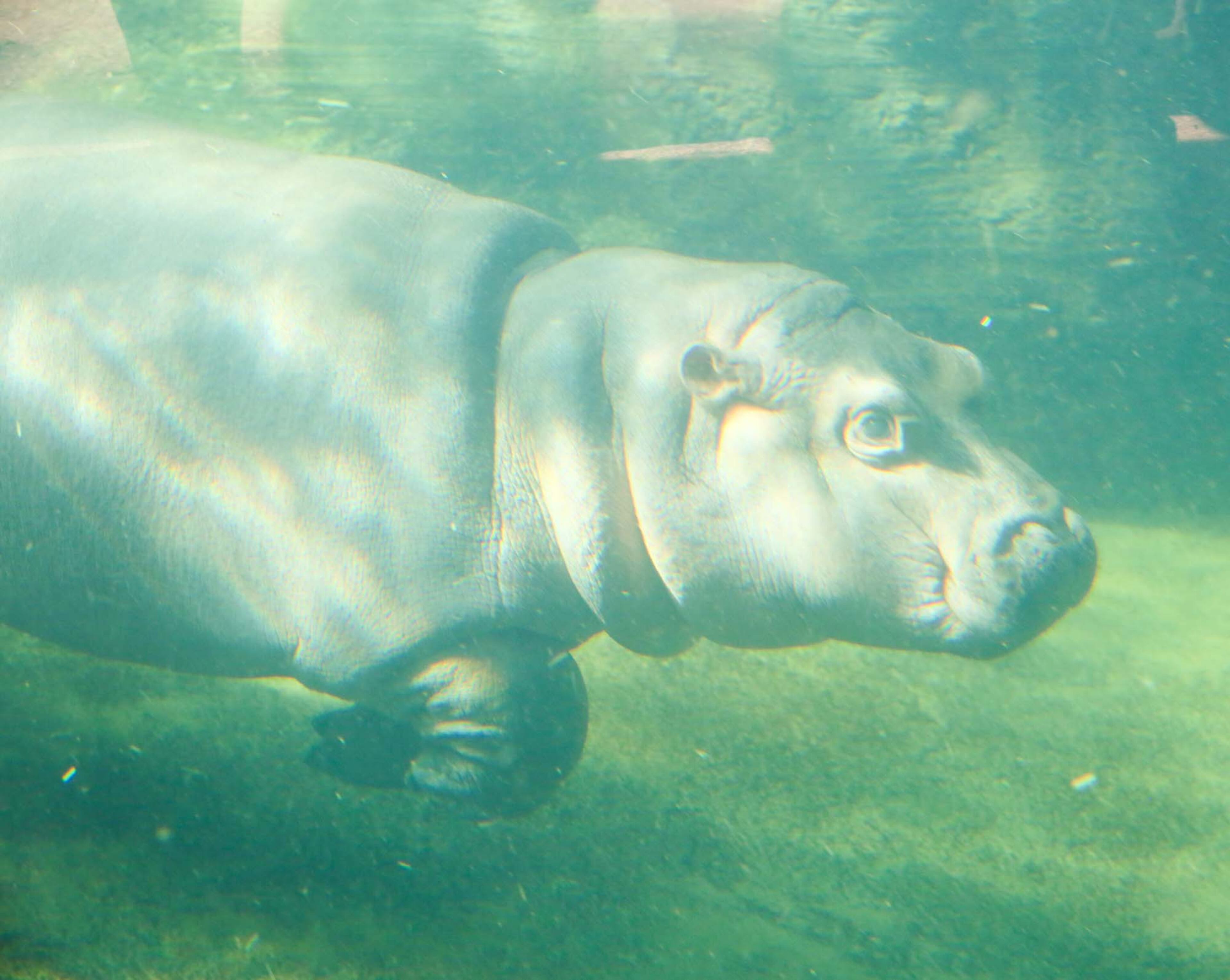 The Cincinnati Zoo and Botanical Garden has decided its popular baby hippo is ready for her close-up. Fiona is making her news media debut Wednesday evening with cameras rolling as she navigates the 9-foot-deep Hippo Cove pool. The zoo emphasizes she isnât ready for public display yet, but the media-only event is a step toward that. GREG LYNCH / STAFF