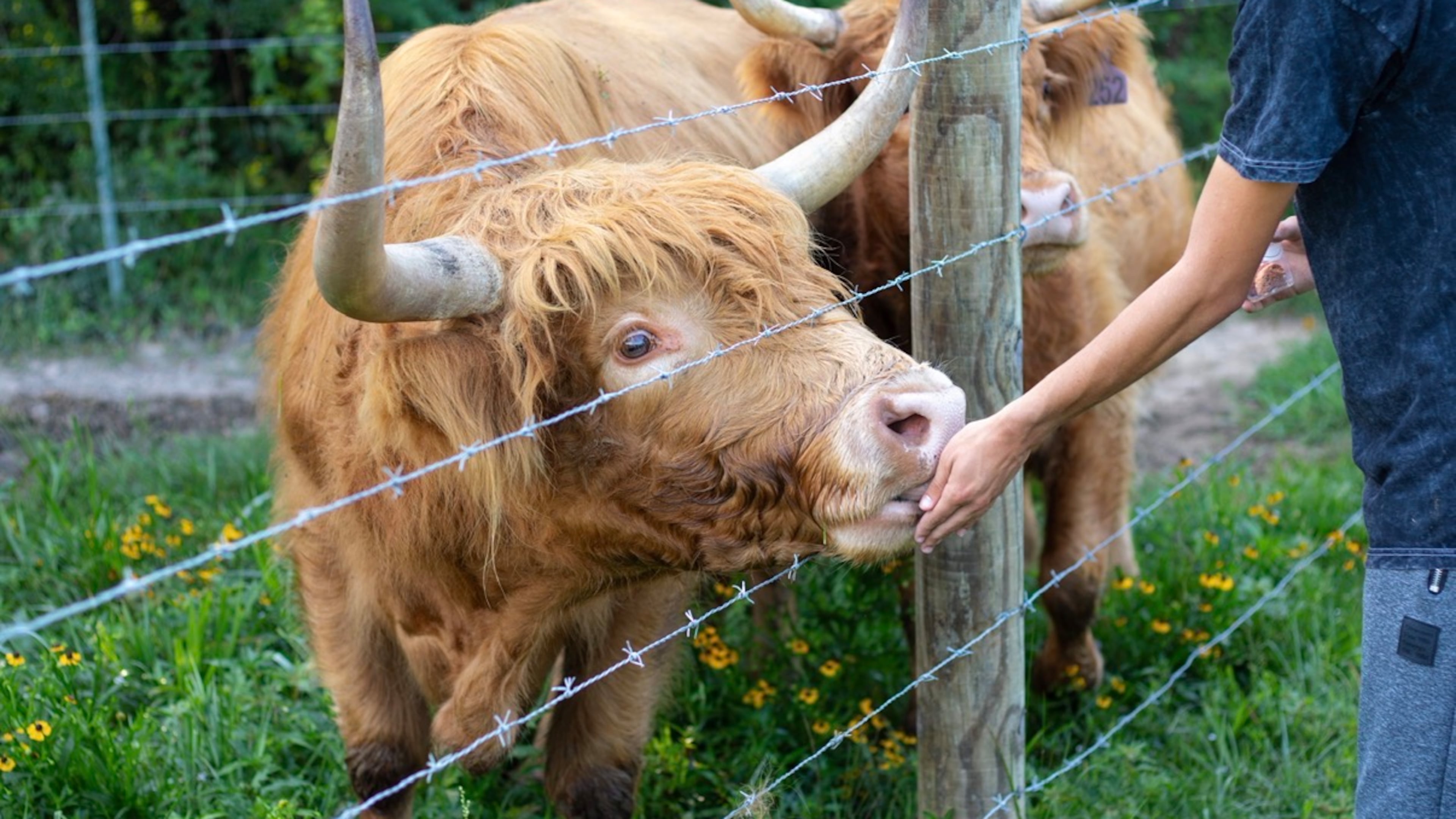 At Blessing Creek Farms, unwind with a Highland cow cuddling session. (Courtesy of Emily Hall)