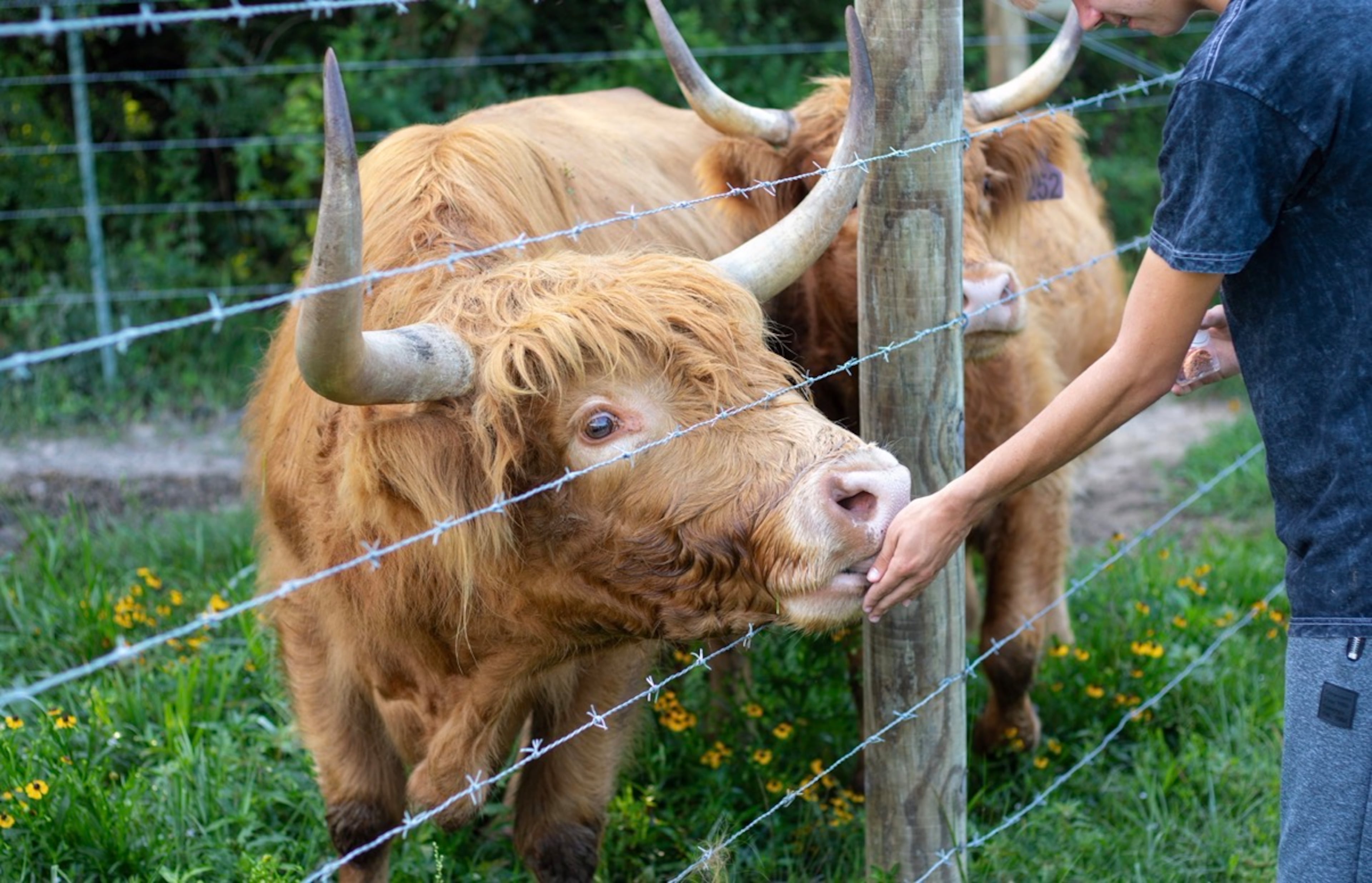 At Blessing Creek Farms, unwind with a Highland cow cuddling session. (Courtesy of Emily Hall)