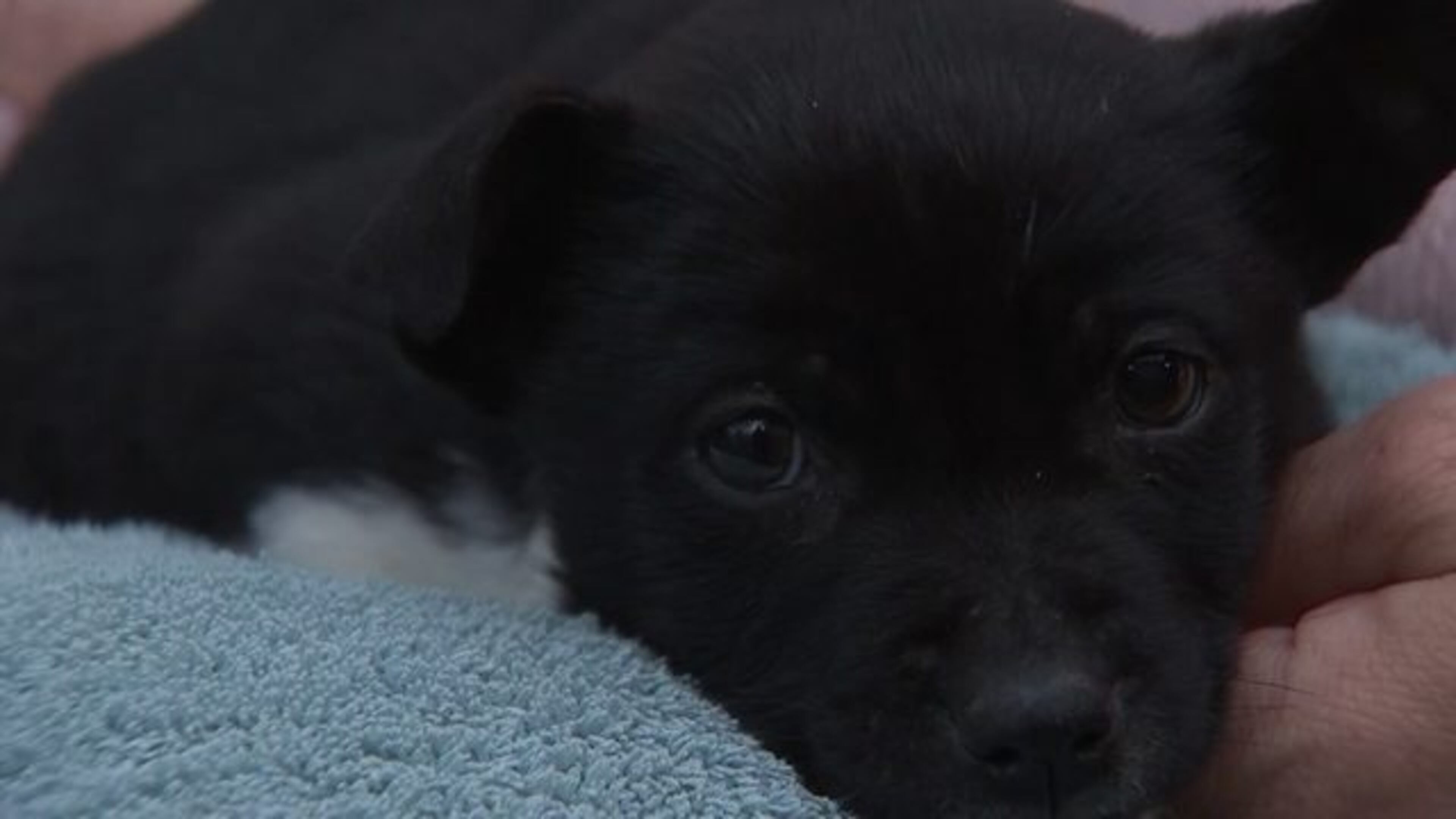 An 8-week-old puppy, nicknamed "Diver," was rescued from a dumpster.