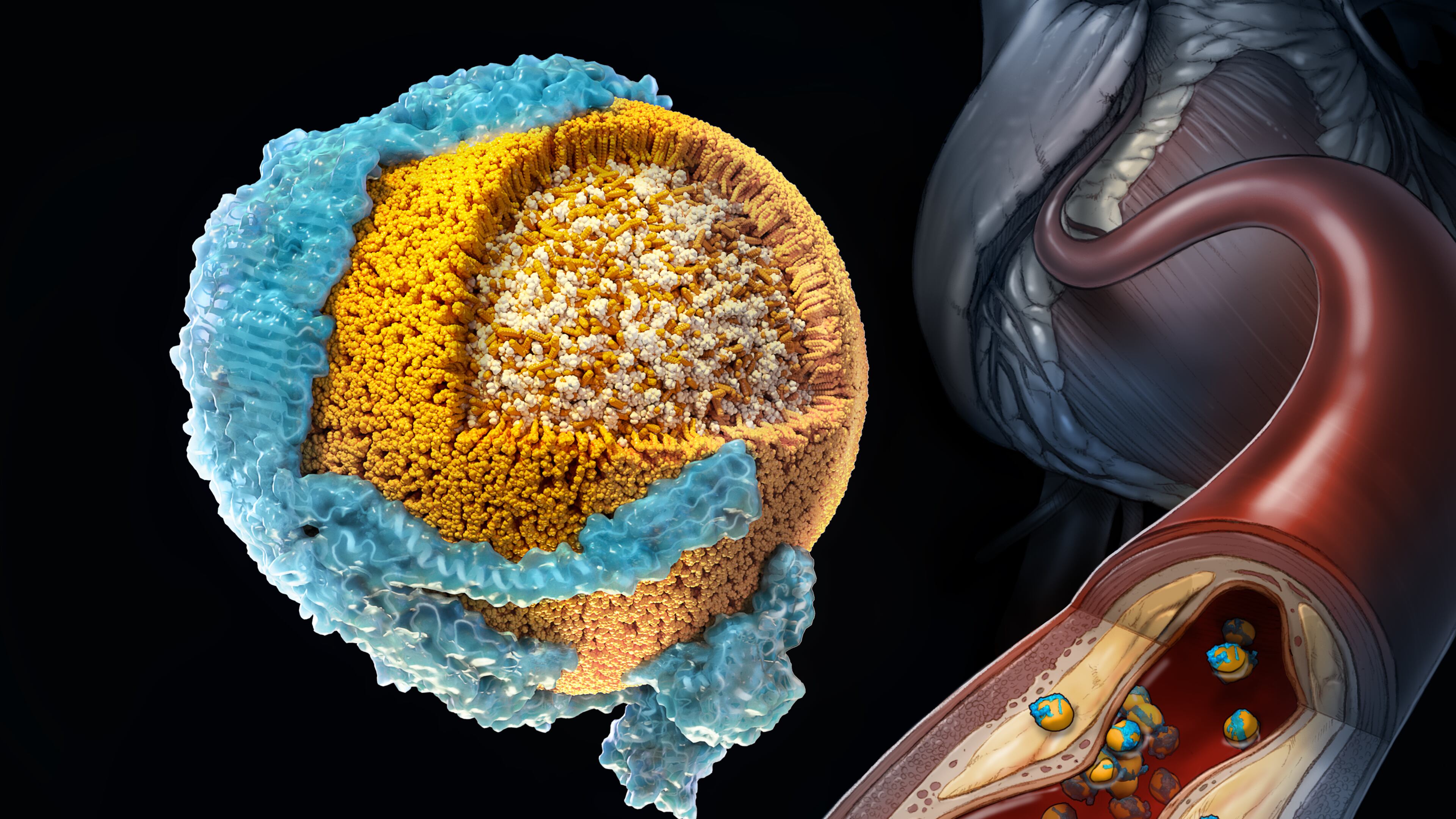 National Institutes of Health scientists have made a significant breakthrough in understanding how "bad" cholesterol, known as low-density lipoprotein-cholesterol or LDL-C, builds up in the body. The researchers were able to show for the first time how the main structural protein of LDL binds to its receptor – a process that starts the clearing of LDL from the blood – and what happens when that process gets impaired. (Courtesy)
