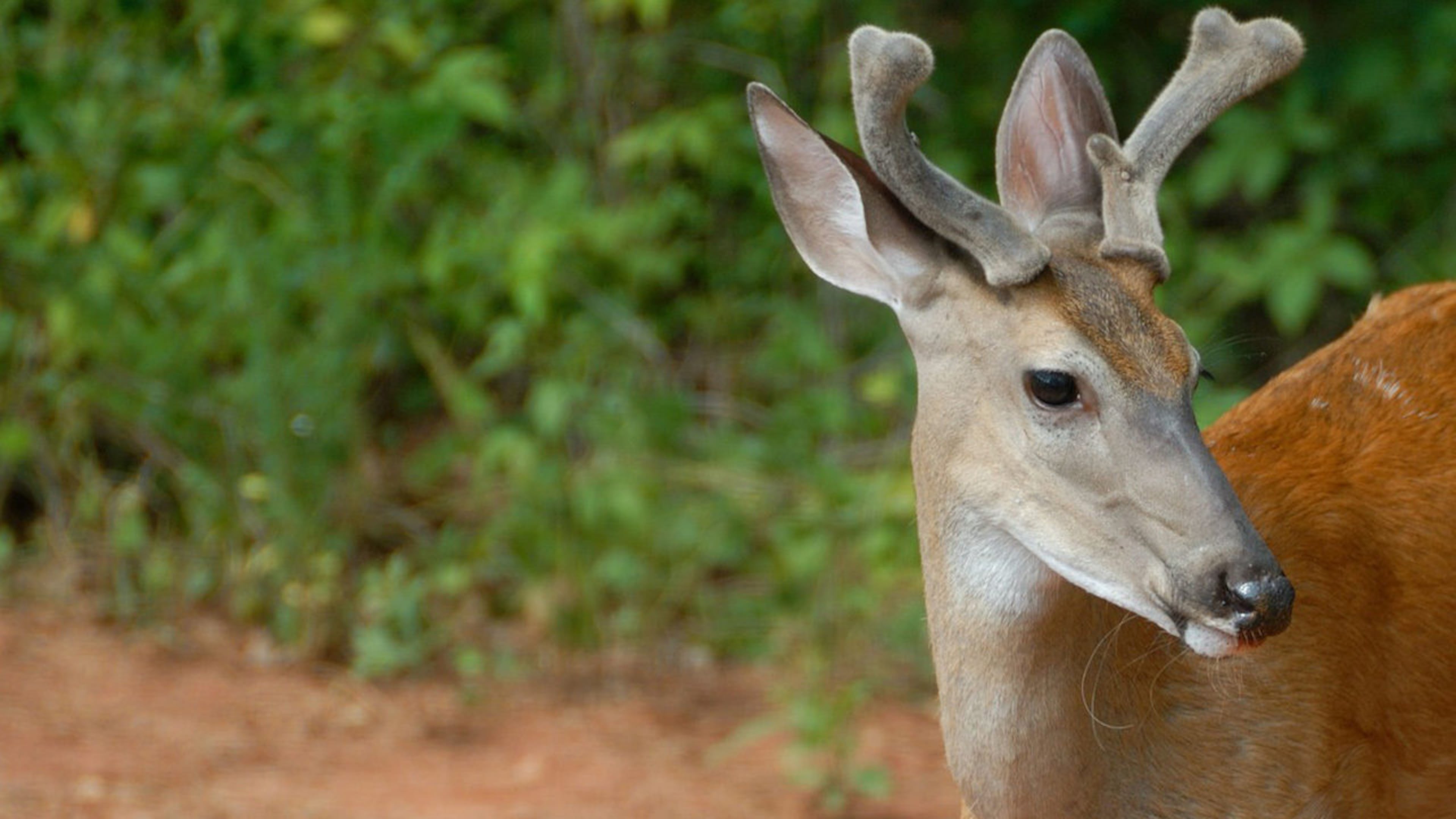 A young white-tailed deer, similar to one that joined swimmers on a Michigan beach, is pictured here.