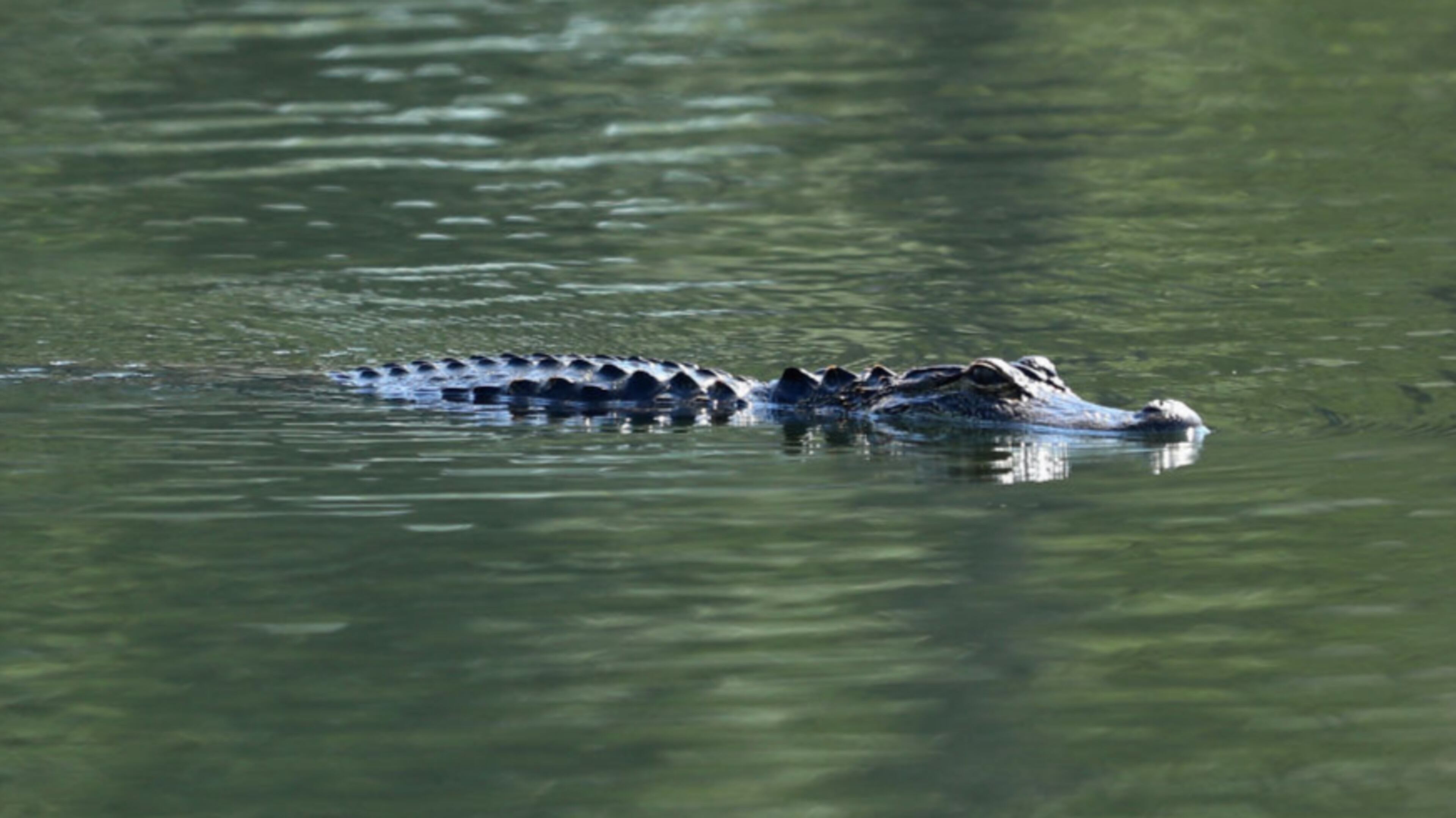 File photo. (Photo by Warren Little/Getty Images)
