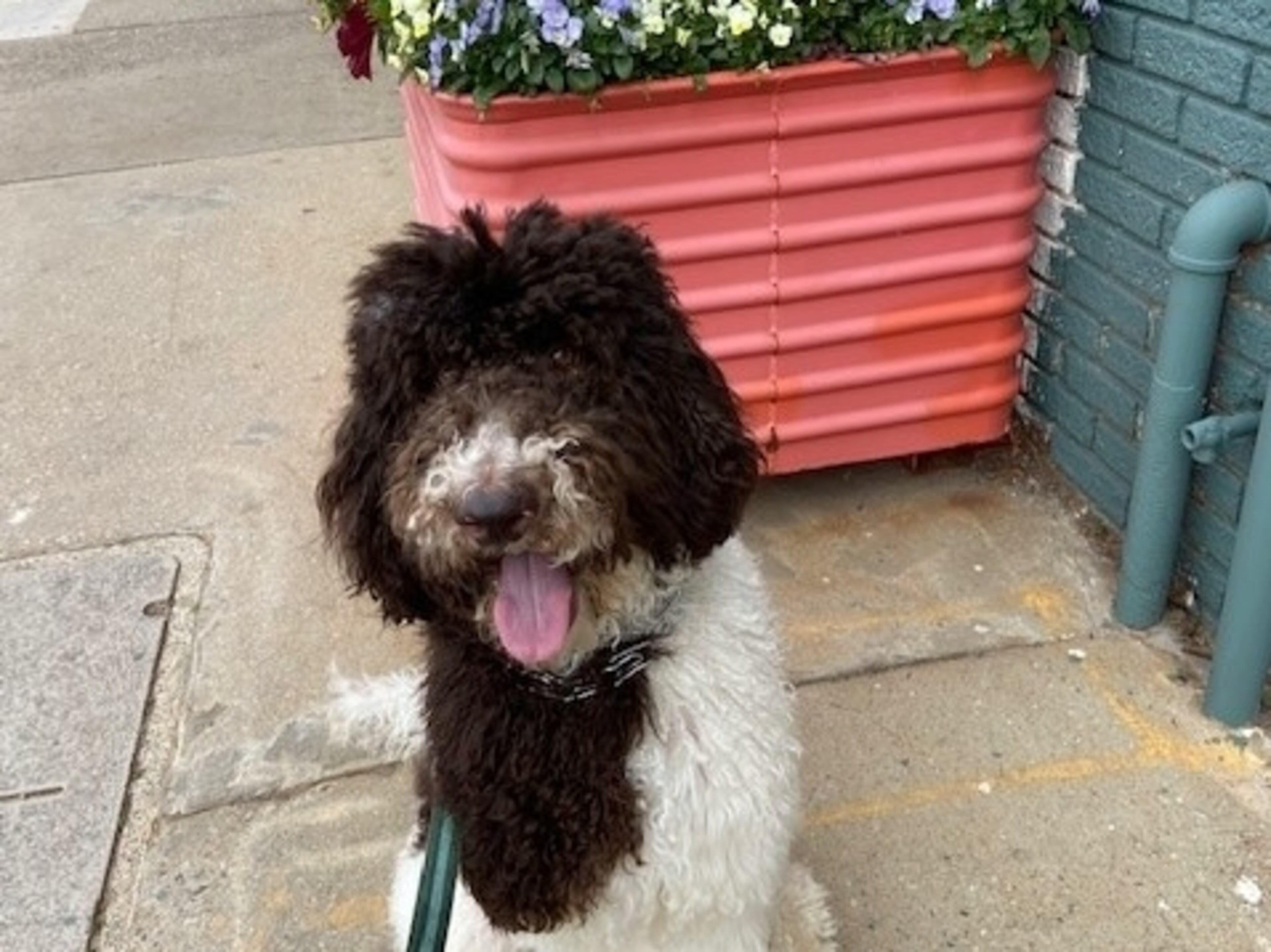 Charlie Frady lives in Summerhill with his person, Patrice Frady. (Courtesy photo)