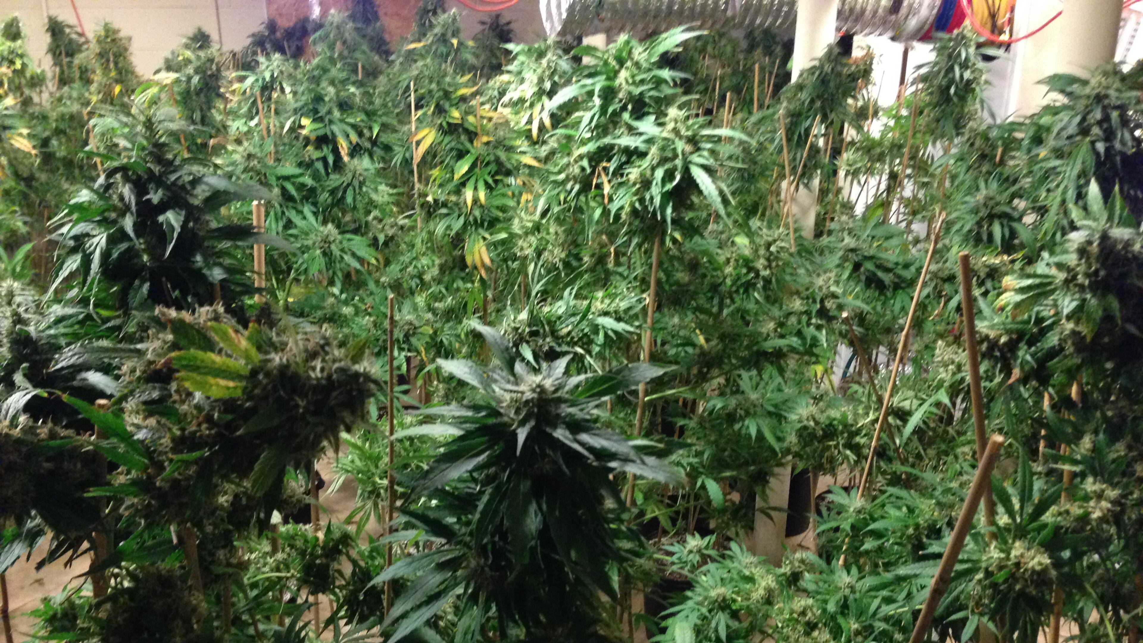 Georgia arrested more people for marijuana possession and related offenses than most other states in a study by 24/7 Wall St.