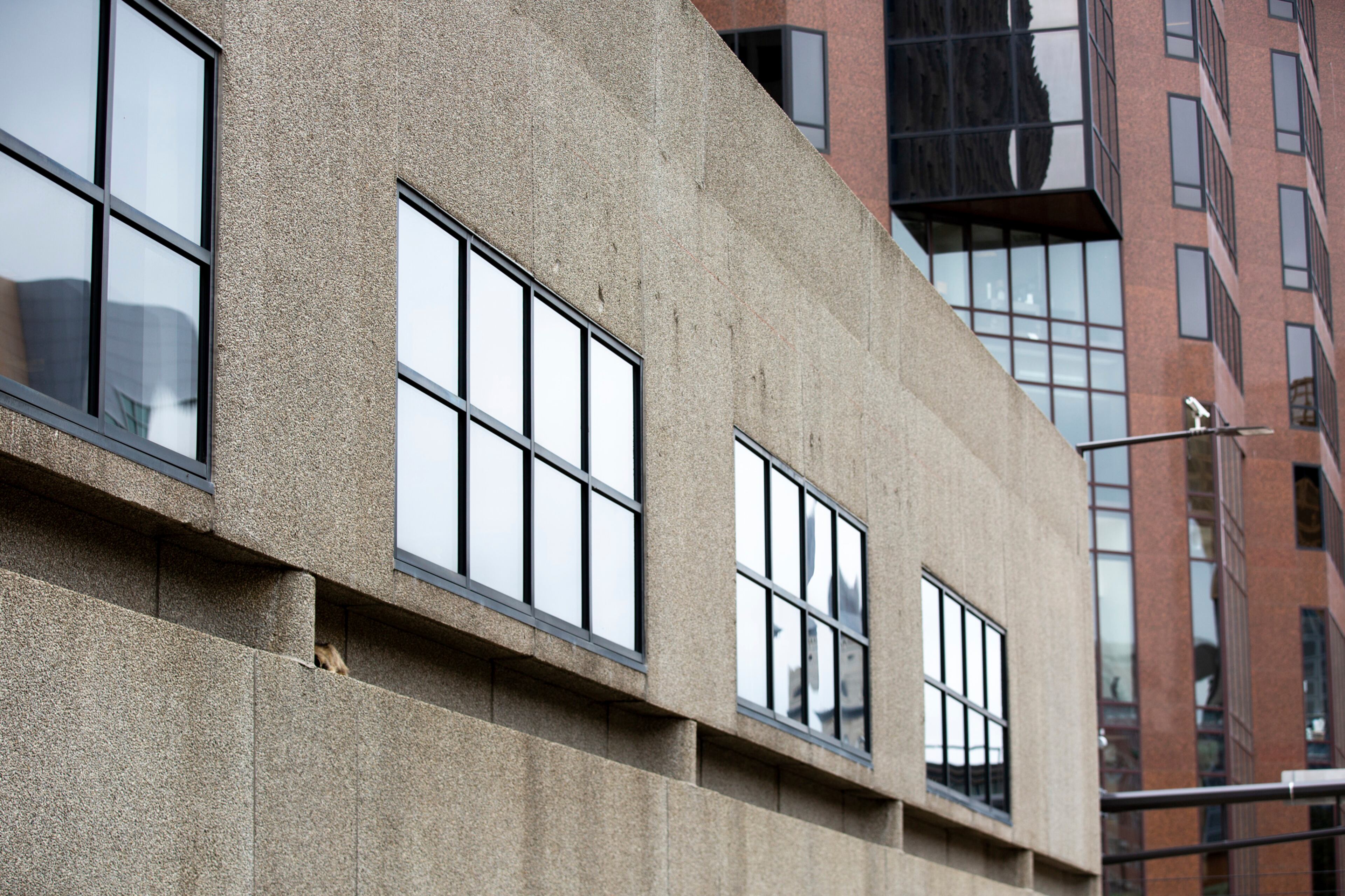 A raccoon sleeps on a ledge on the side of the Town Square building in St. Paul, Minn., on Tuesday, June 12, 2018. (Evan Frost/Minnesota Public Radio via AP)