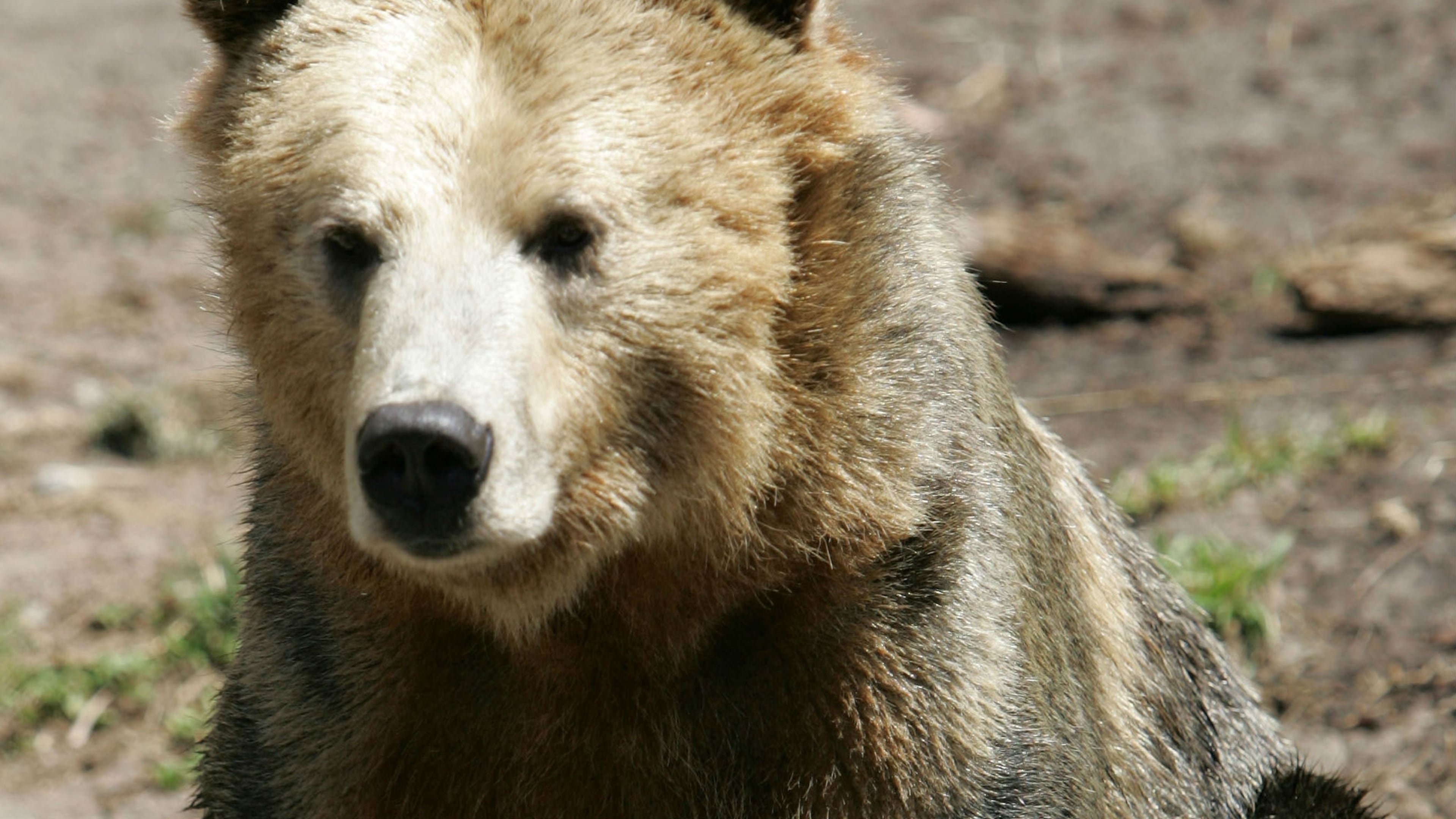 A bear (not pictured) attacked a man in his tent at a California campground Saturday. (Photo by Justin Sullivan/Getty Images)