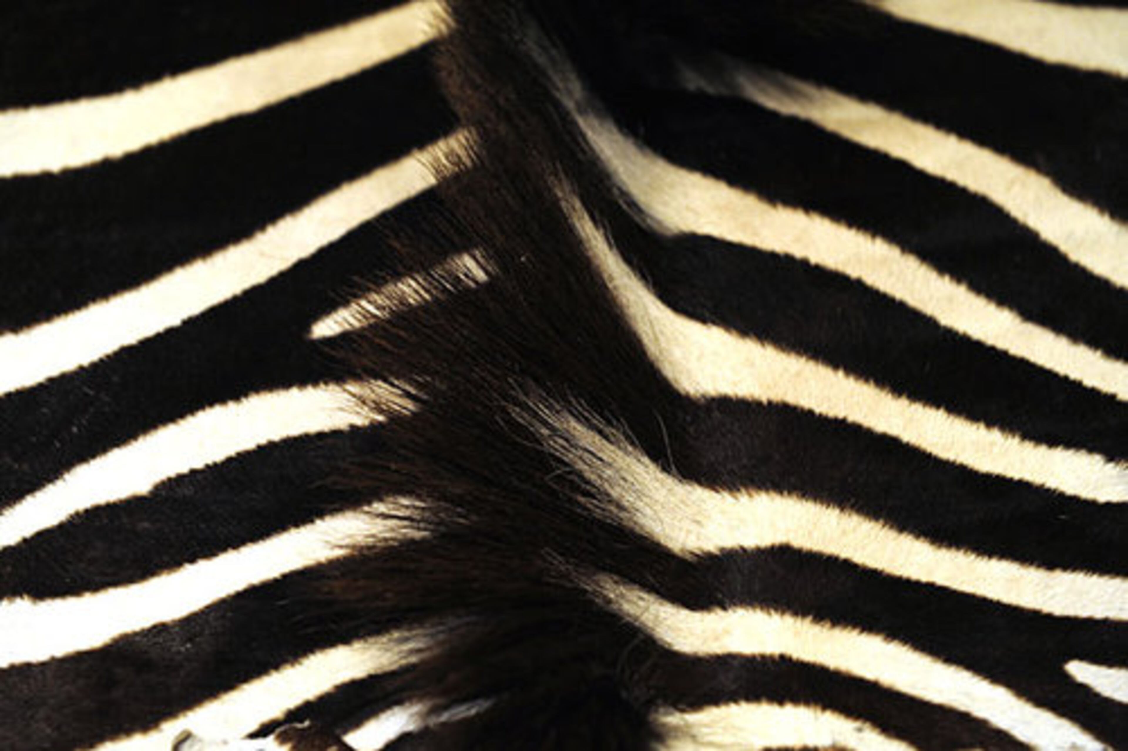 The natural mane on the zebra rug in the Africa room shows it's a real zebra skin.