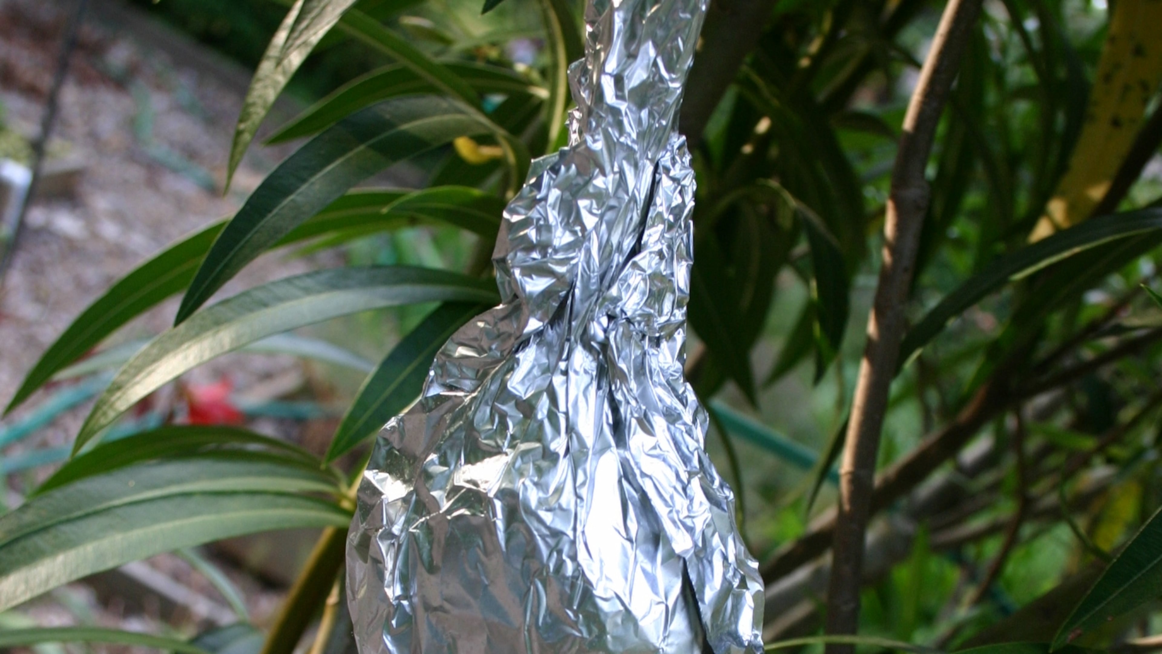 Almost any shrub can be propagated by air layering. The lump of sphagnum moss on this oleander has been covered with aluminum foil to keep it dark inside. (Walter Reeves for The Atlanta Journal-Constitution)