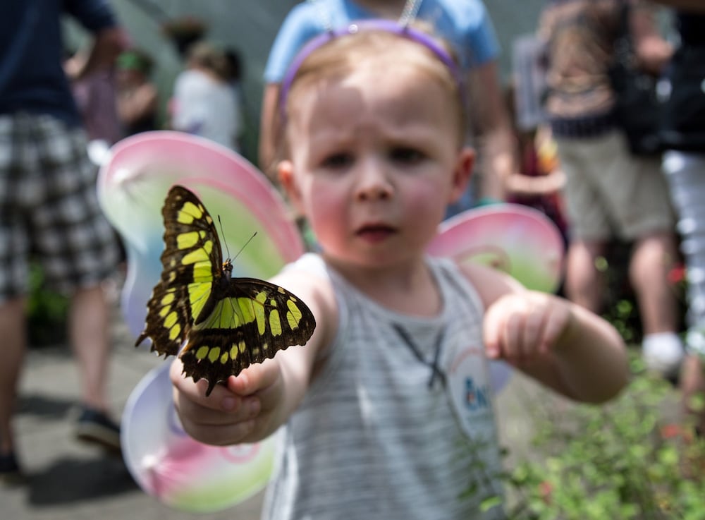 A concerned baby interfaces with a butterfly at the Chattahoochee Nature Center. (Steve Schaefer/AJC)