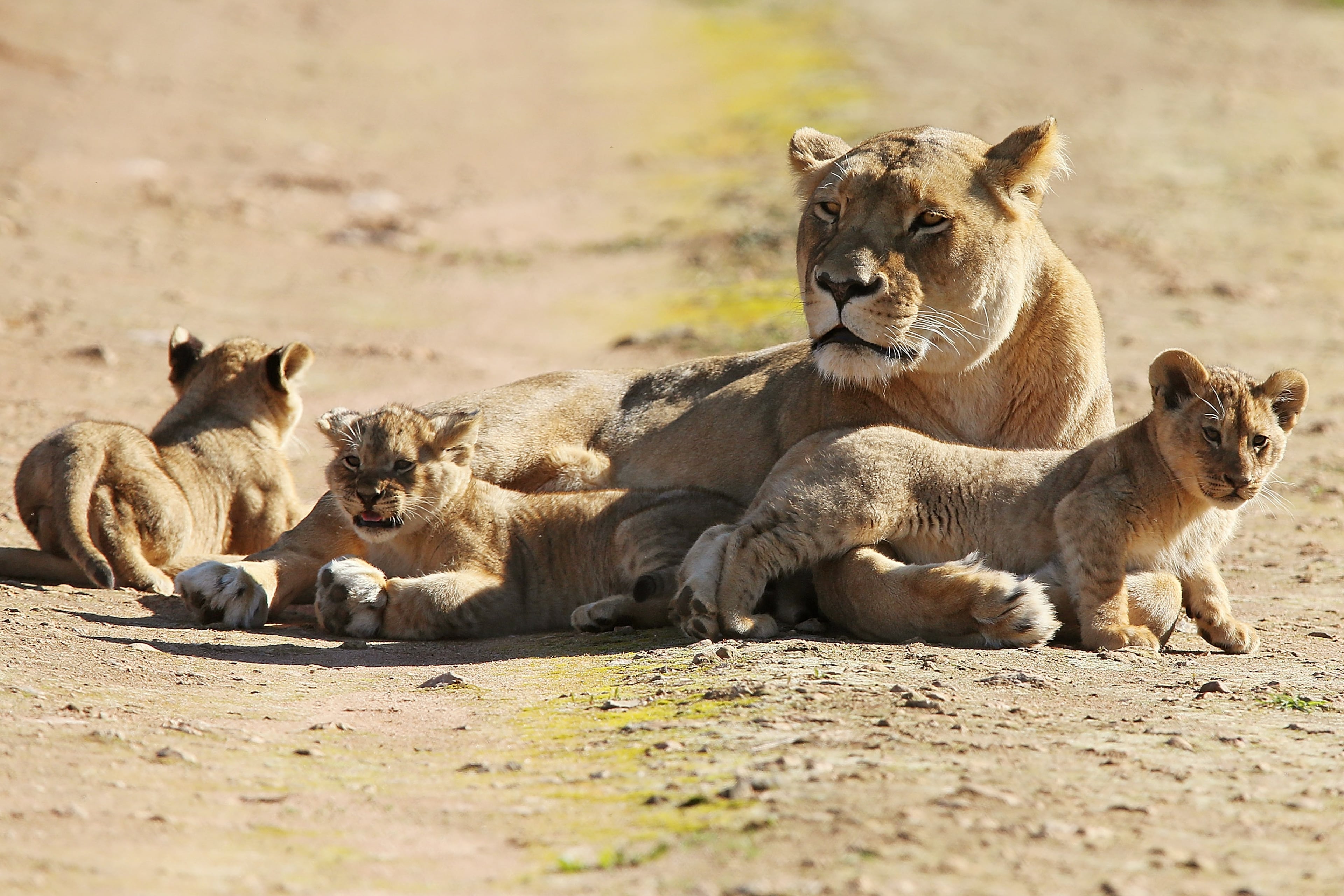 ADELAIDE, AUSTRALIA - JULY 08: Mother Tiombe lies with her three cubs at Monarto Zoo on July 8, 2013 in Adelaide, Australia. The three Lion cubs, born April 24, 2013 made their public debut today at Monarto Zoo. Monarto Zoo is also celebrating two new Lion cubs to its African Lion family, a male and female cub, born June 18, 2013. (Photo by Morne de Klerk/Getty Images)