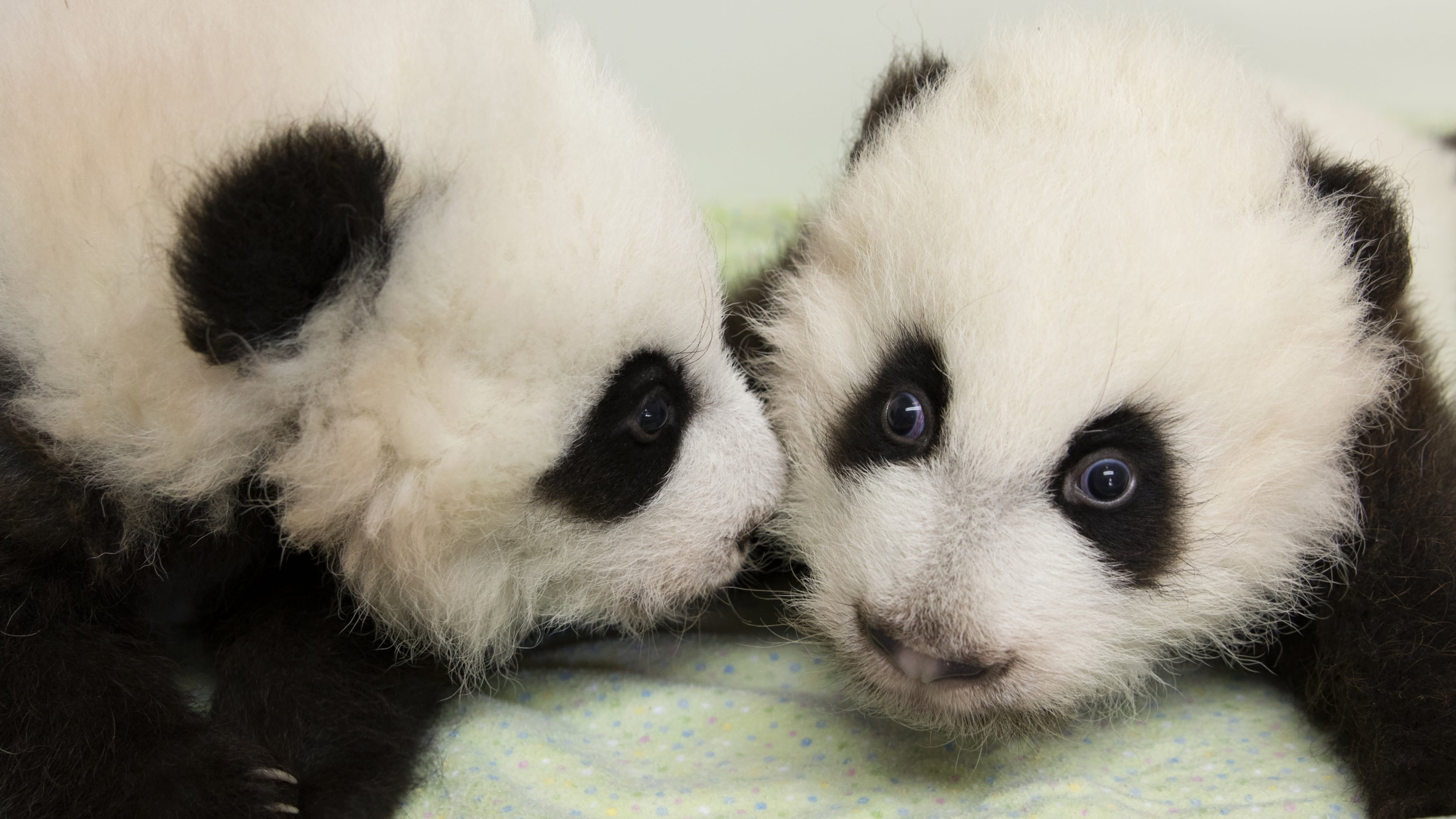 Cub A and Cub B now have bona fide names. Their monikers mean “Lun Lun’s happy and elegant daughters.” Photo: courtesy Zoo Atlanta