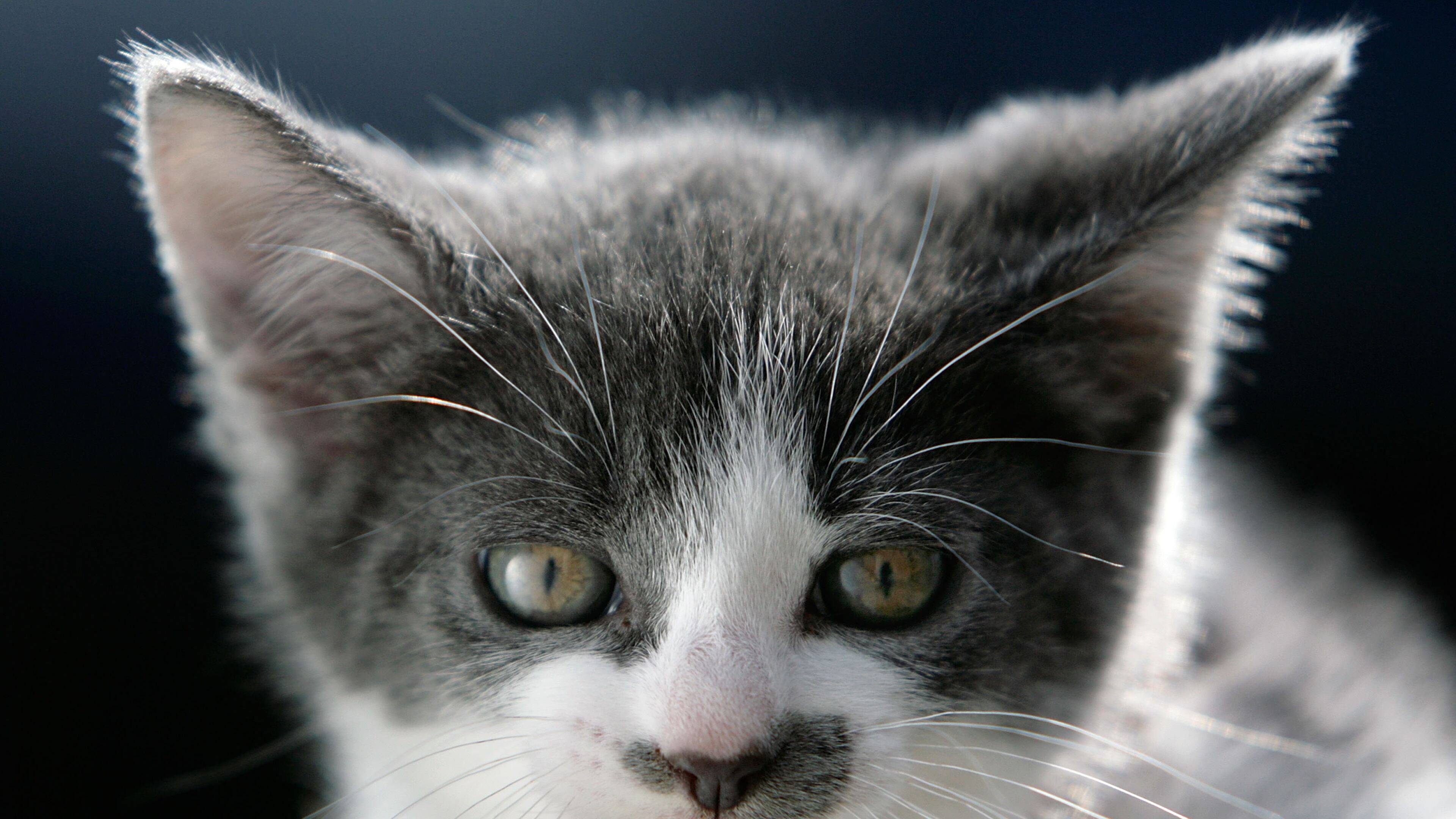 A New York fragrance company unveiled a new perfume called Kitten Fur, which they claim smells just like a kitten behind its ear.