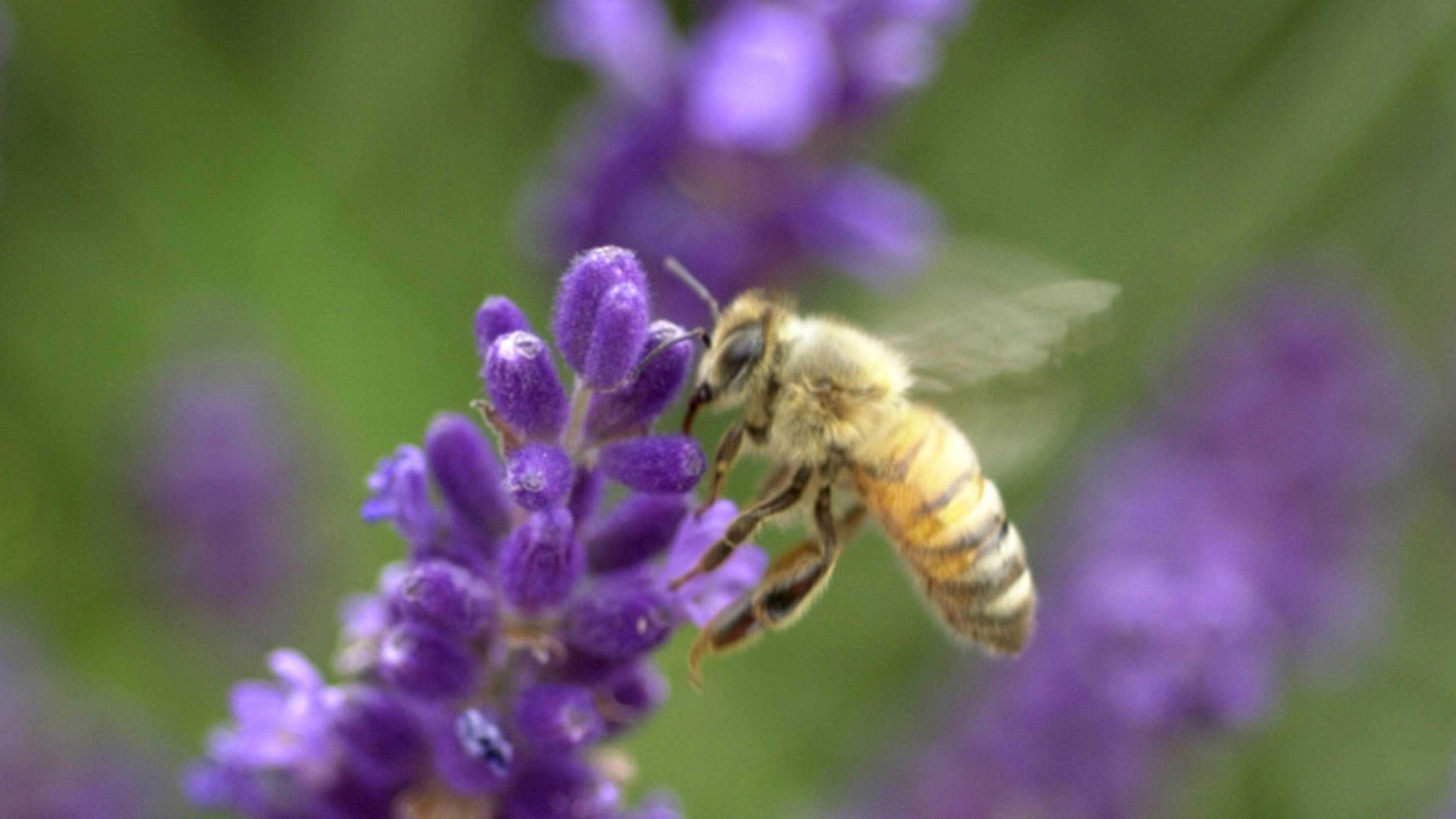 A honey bee as well as about 15 others was spotted on lavendar in Fortville, Ind. (AP Photo/The Indianapolis, Jeri Reichanadter)