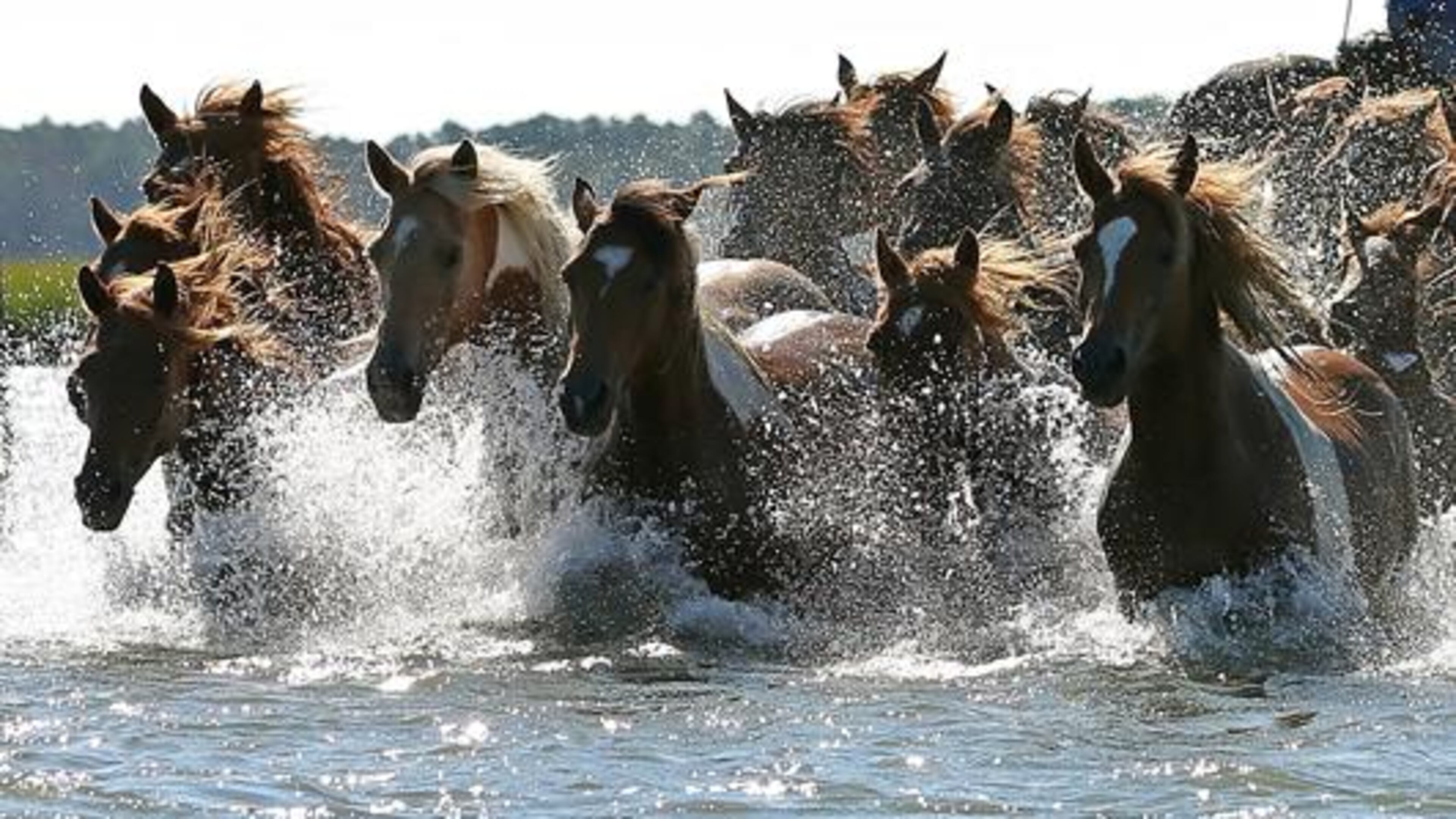 Ponies swim across a channel at the Chincoteague Island Pony Swim. (Chincoteague Chamber of Commerce)