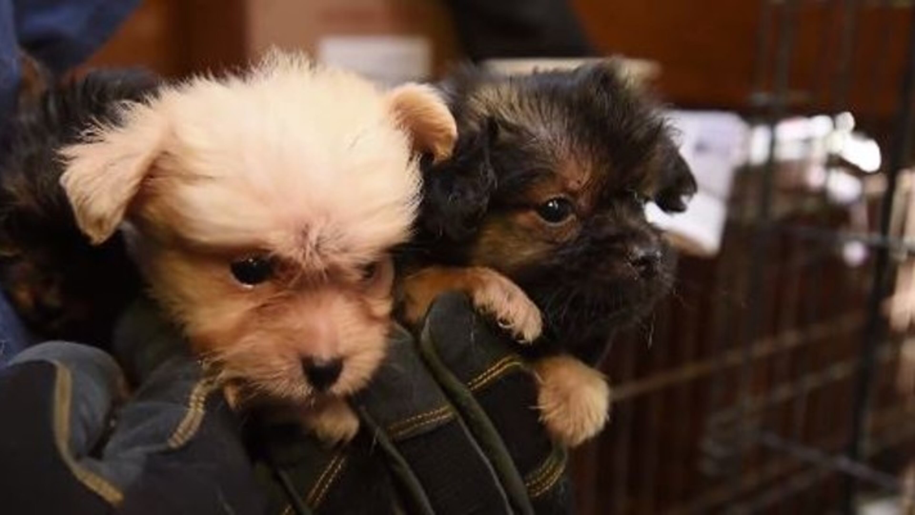 A pair of puppies rescued in Habersham County last year. AJC file