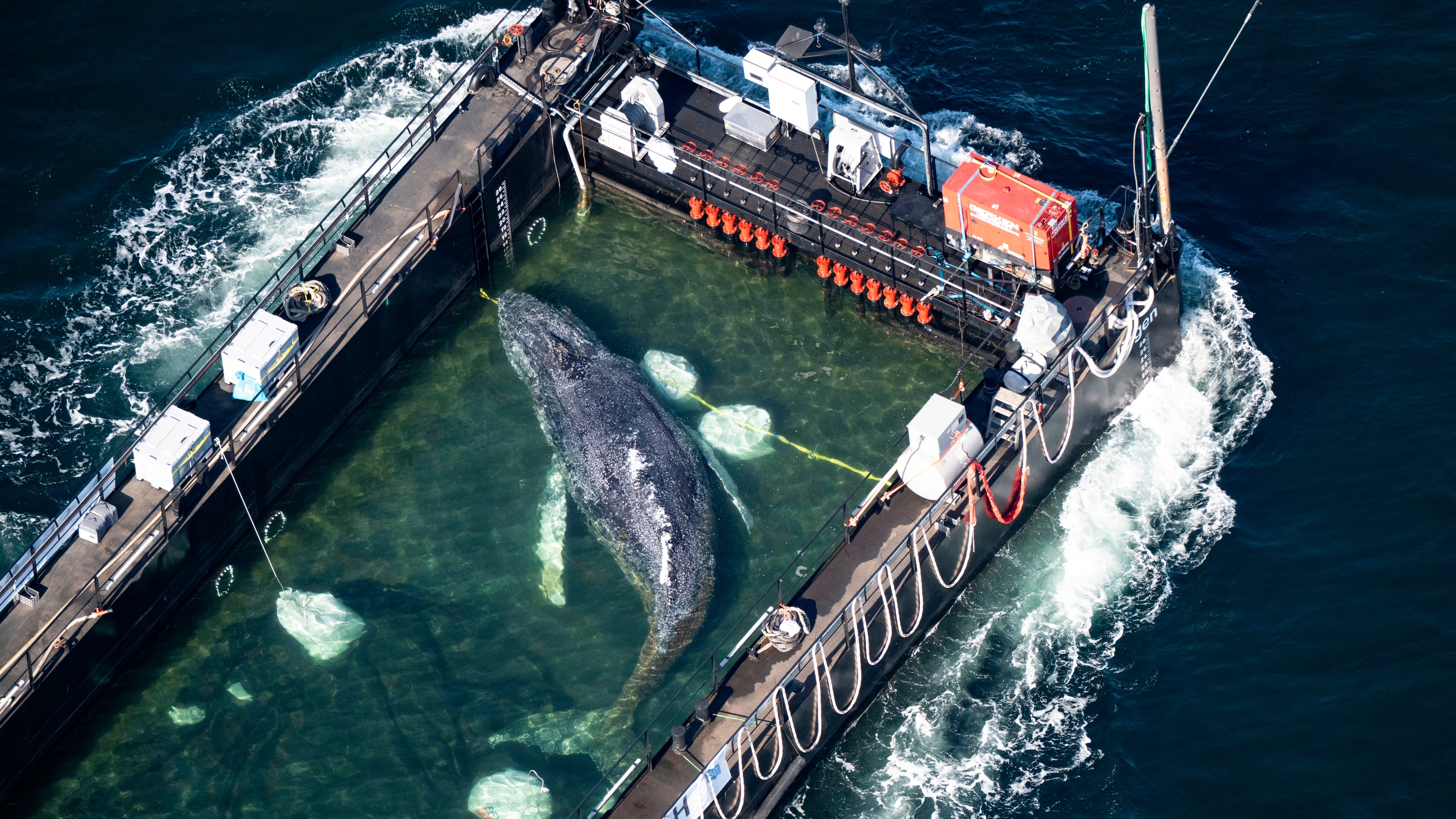 The humpback whale recovered from a shallow bay off Wismar is being transported towards the North Sea in a flooded cargo ship just before the Danish border in Fehmarn, Germany, Wednesday, April 29, 2026. (Philip Dulian/dpa via AP)