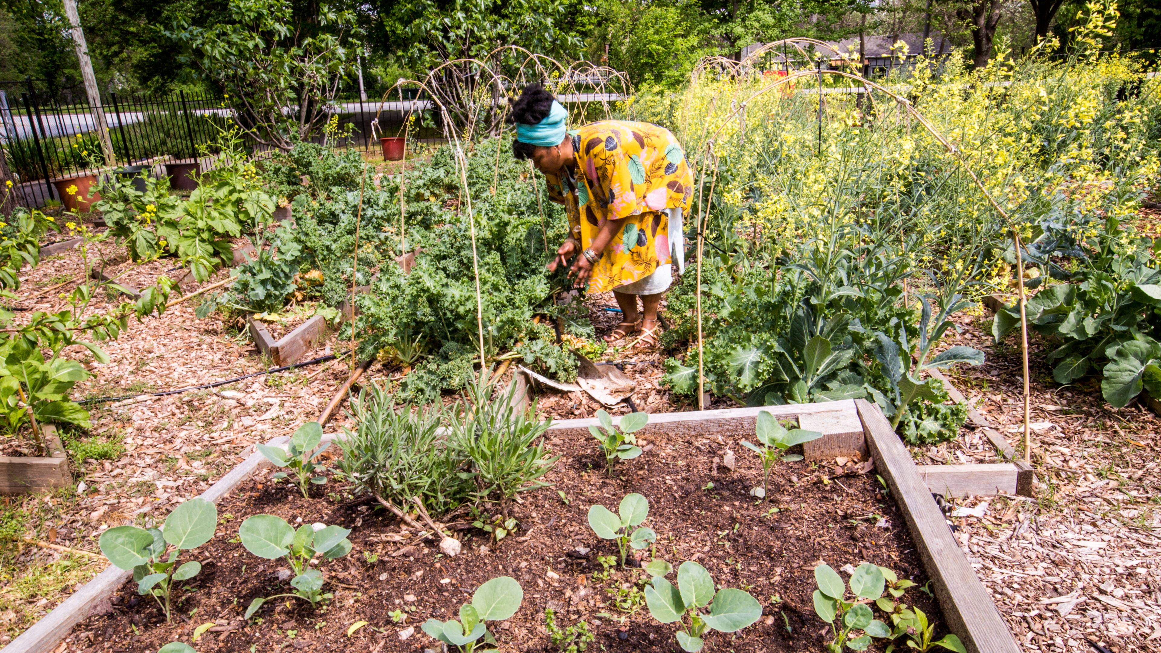 Amina Robinson, who works in customer service for Delta, tends the Habesha community garden pruning kale in the Mechanicsville neighborhood Thursday, April 9, 2020. Amina took a training class at the garden last year. "It really is coming into good use," she said. "I need to get out here in the earth." (Jenni Girtman for Atlanta Journal Constitution)