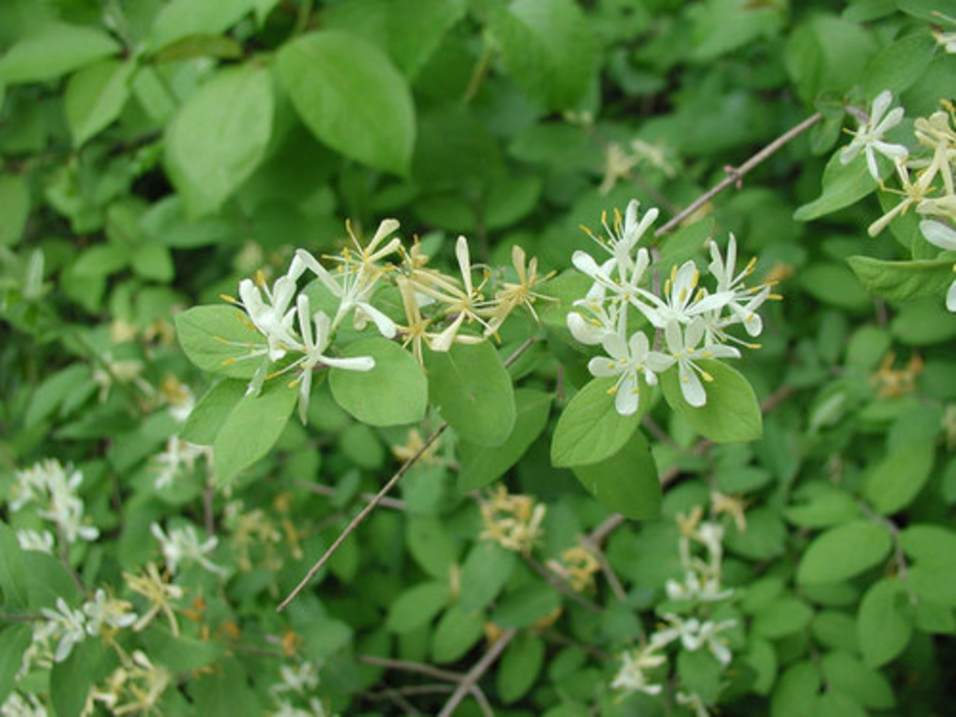 Morrow's honeysuckle (Lonicera morrowii)