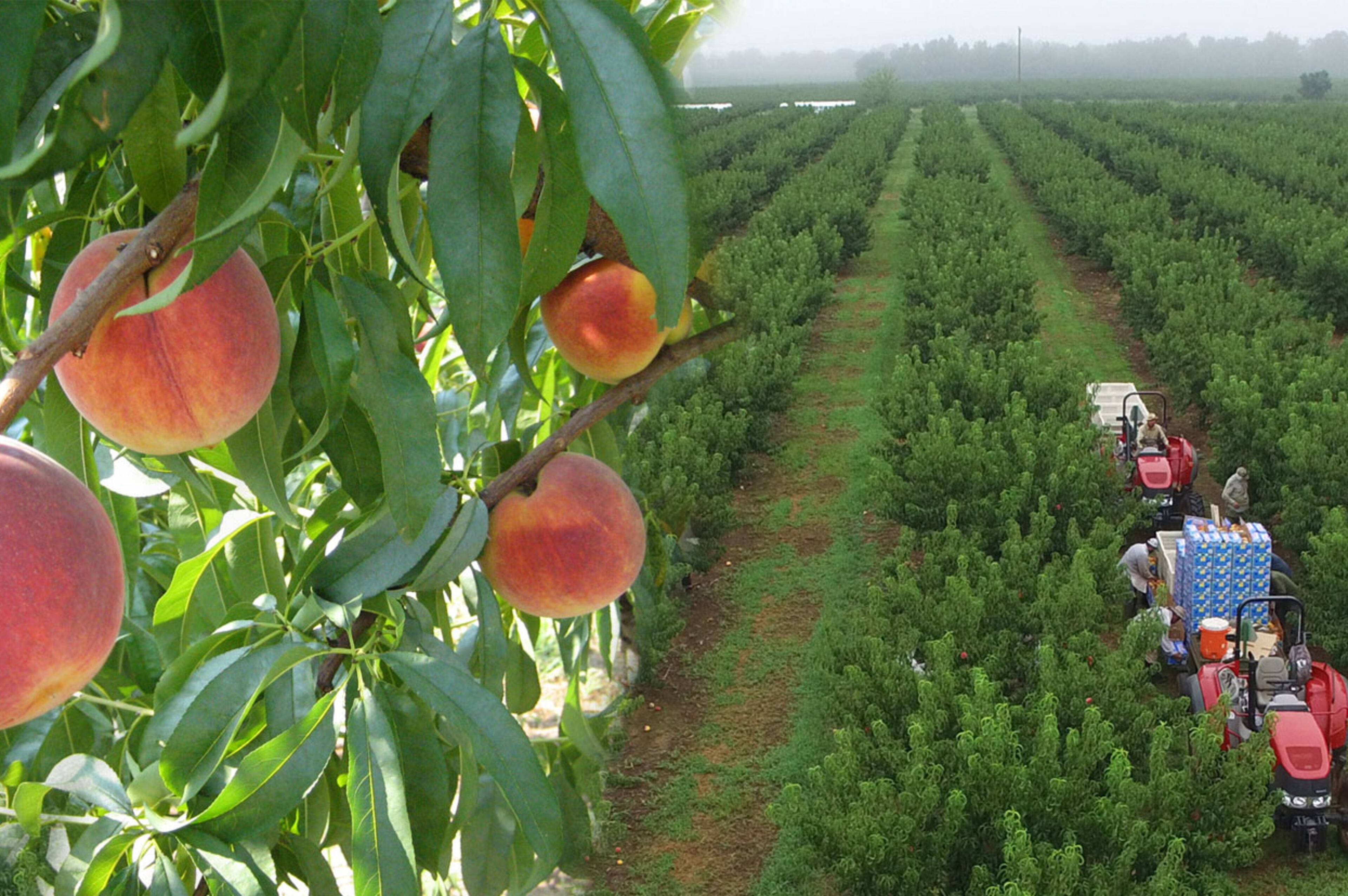 Lane Southern Orchards features 11,000 acres devoted to peach orchards and pecan groves, as well as strawberries, apples and other Georgia-grown treats. (Courtesy of Lane Southern Orchards)