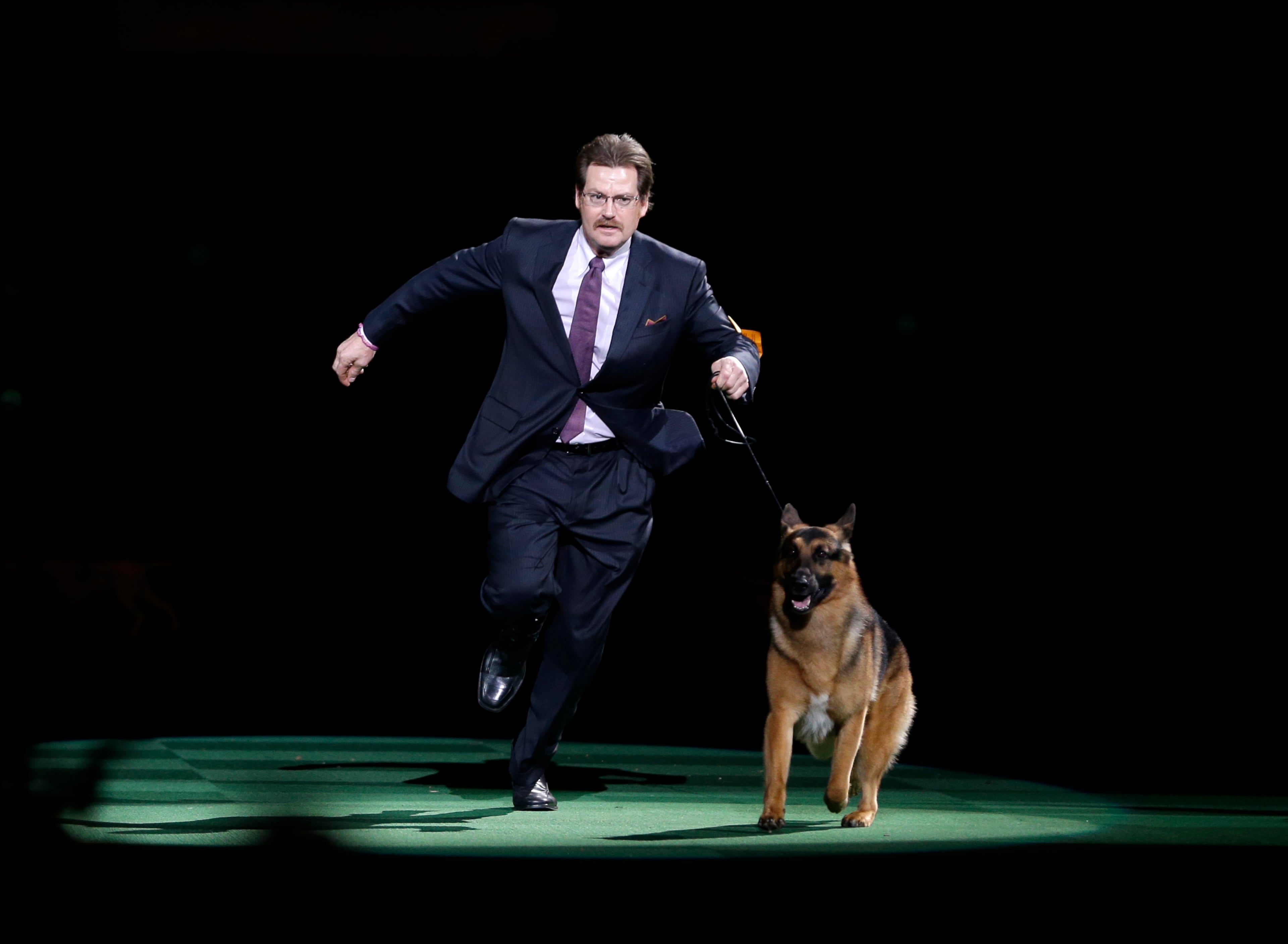 Rumor, a German shepherd, and Kent Boyles take a lap around the ring during the best in show competition at the 140th Westminster Kennel Club dog show, Tuesday, Feb. 16, 2016, at Madison Square Garden in New York. CJ, a German shorthaired pointer, won best in show. (AP Photo/Seth Wenig)
