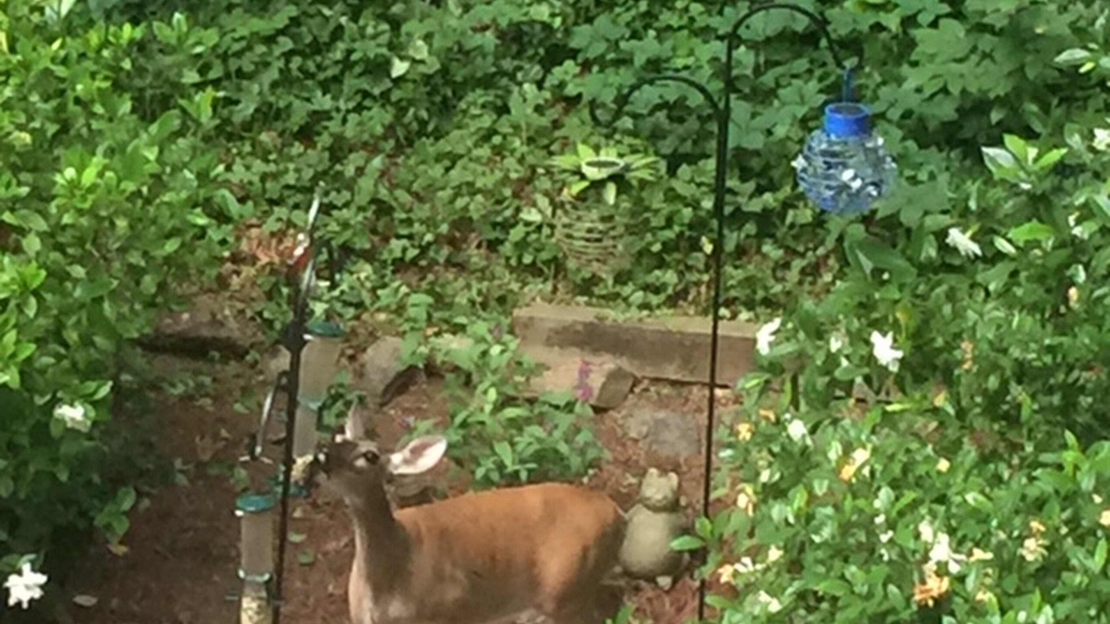Chuck and Andrea Figlia sent in this photo of a female dear eating from a bird feeder at their East Cobb home.