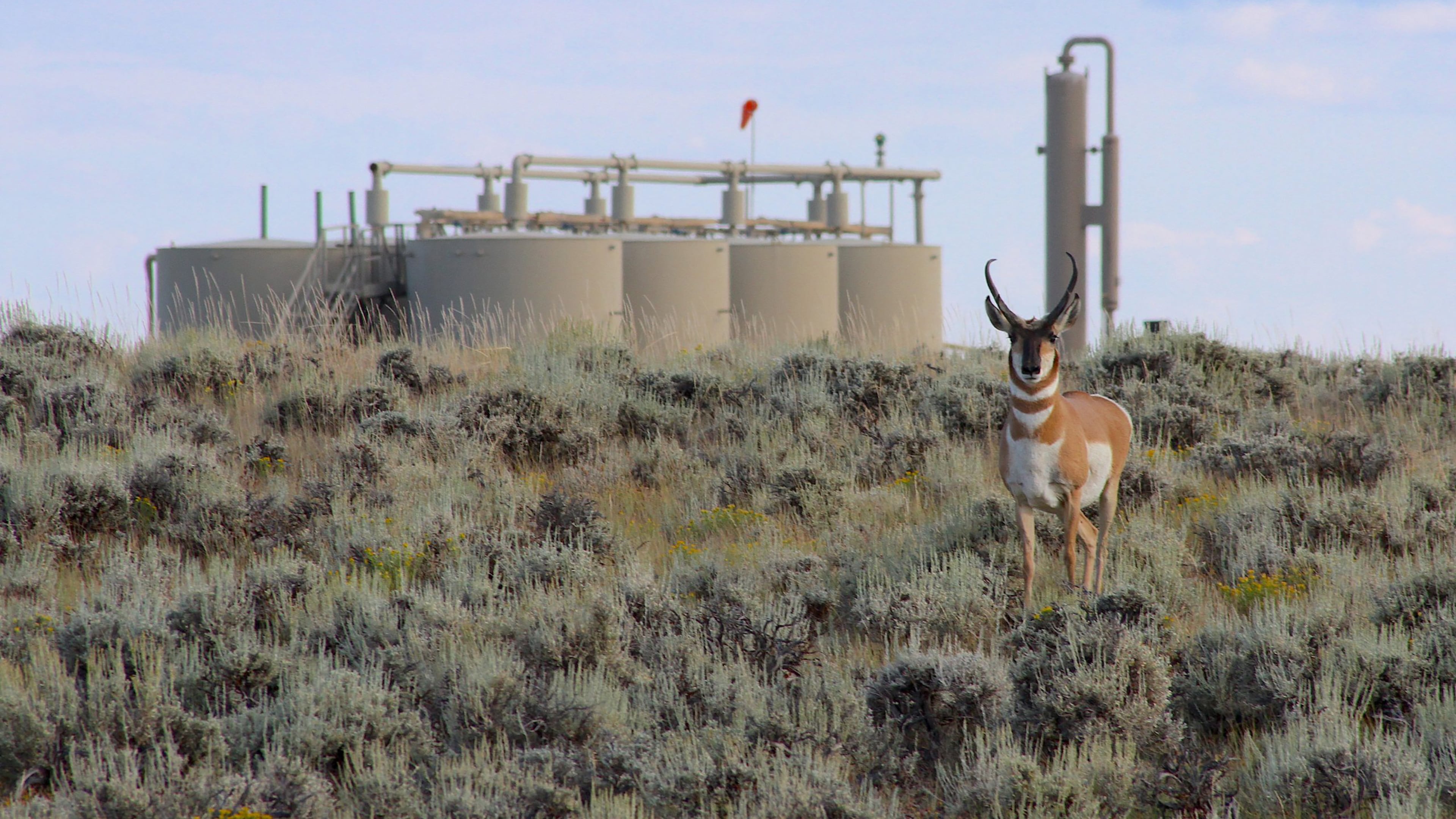 A Sublette Herd pronghorn sizes up an intruder in its habitat within the confines of Jonah Energy's Normally Pressured Lance gas field on Aug. 10, 2023, in Sublette County, Wyo. (Mike Koshmrl/WyoFile via AP)
