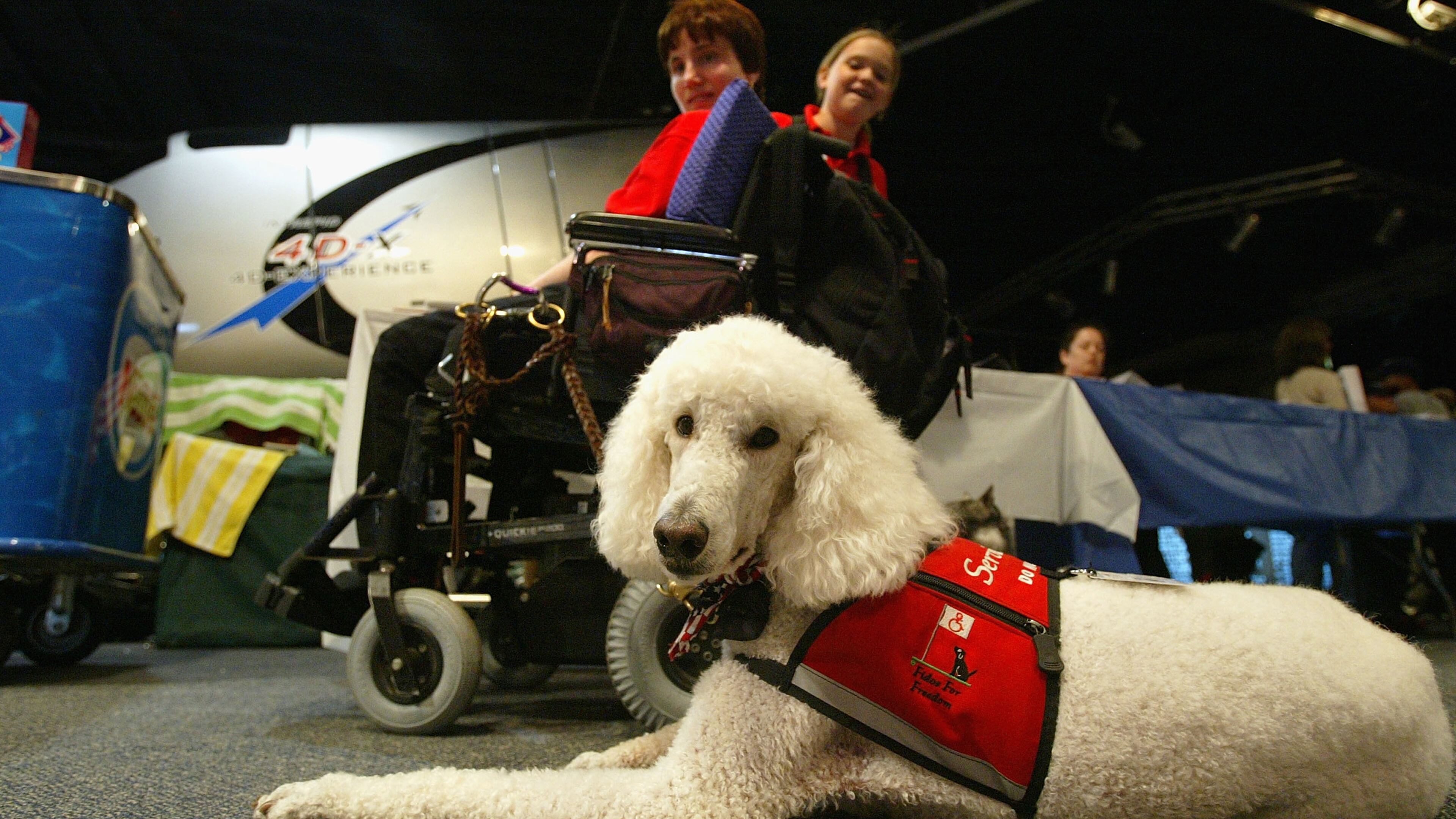 Publix's new service animal policy states that service dogs must not ride in shopping carts inside stores.
