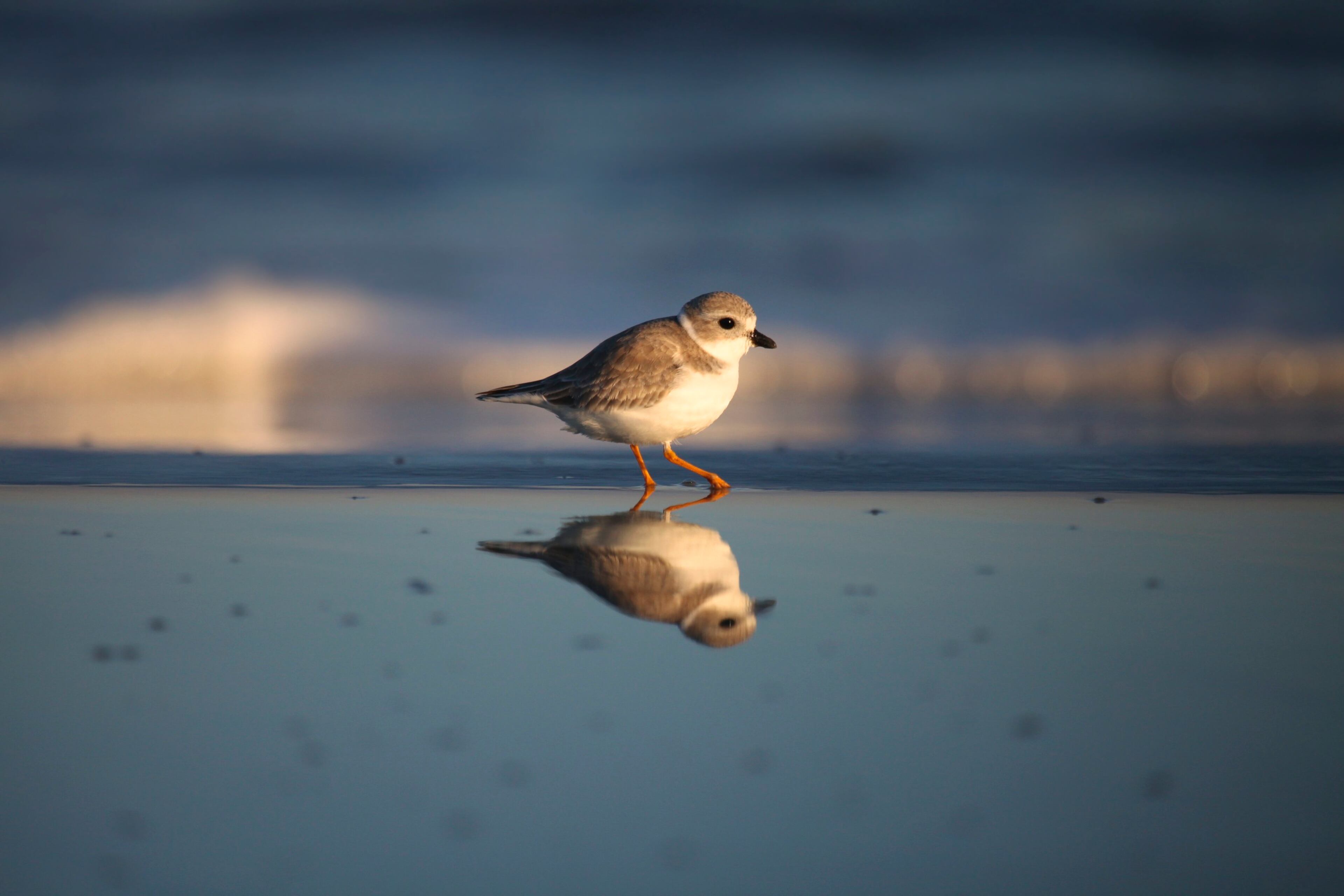 Here are some more photos of Little St. Simons Island. They were taken by Britt Brown, Naturalist with The Lodge on Little St. Simons Island. http://brittleebrown.wix.com/photography