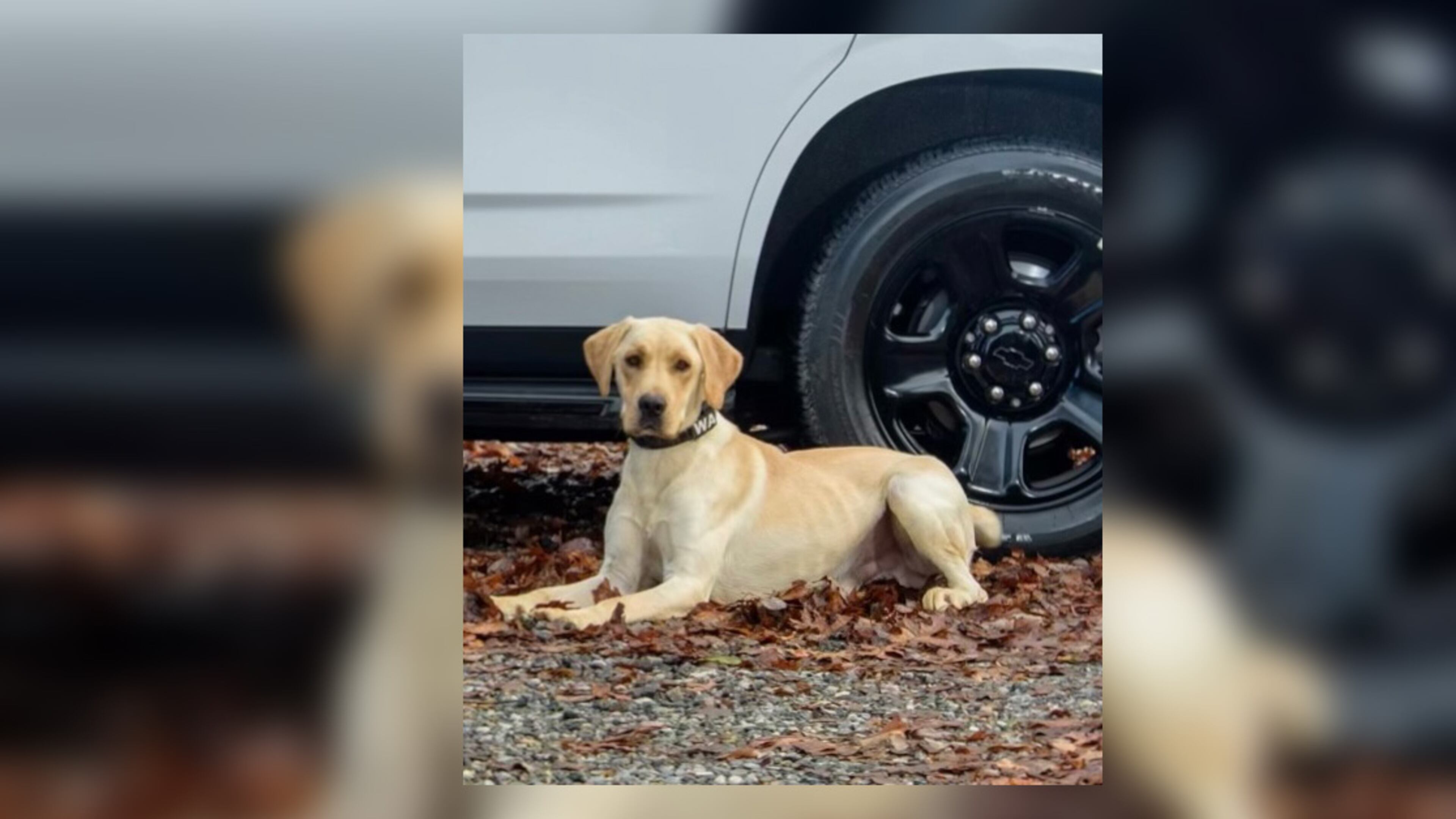 Clayton County police K-9 officer Wade died May 25 after suffering a medical emergency that was determined months later to be heat-related, officials said.