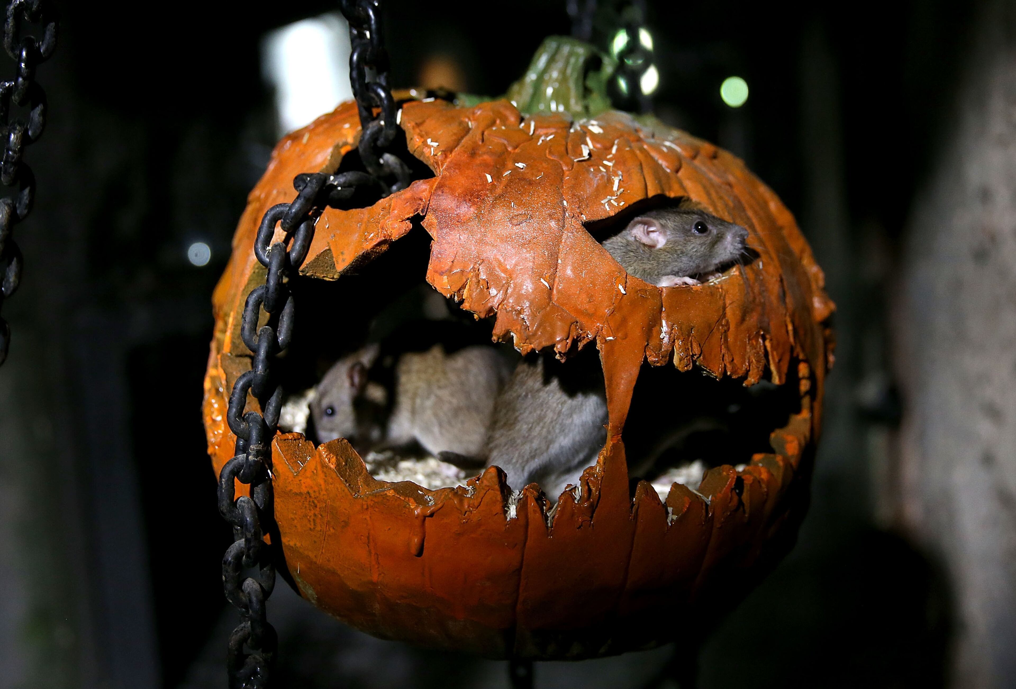 One of the rats explores one of the 1600 pumpkins that have been installed into the London Dungeon for Halloween.