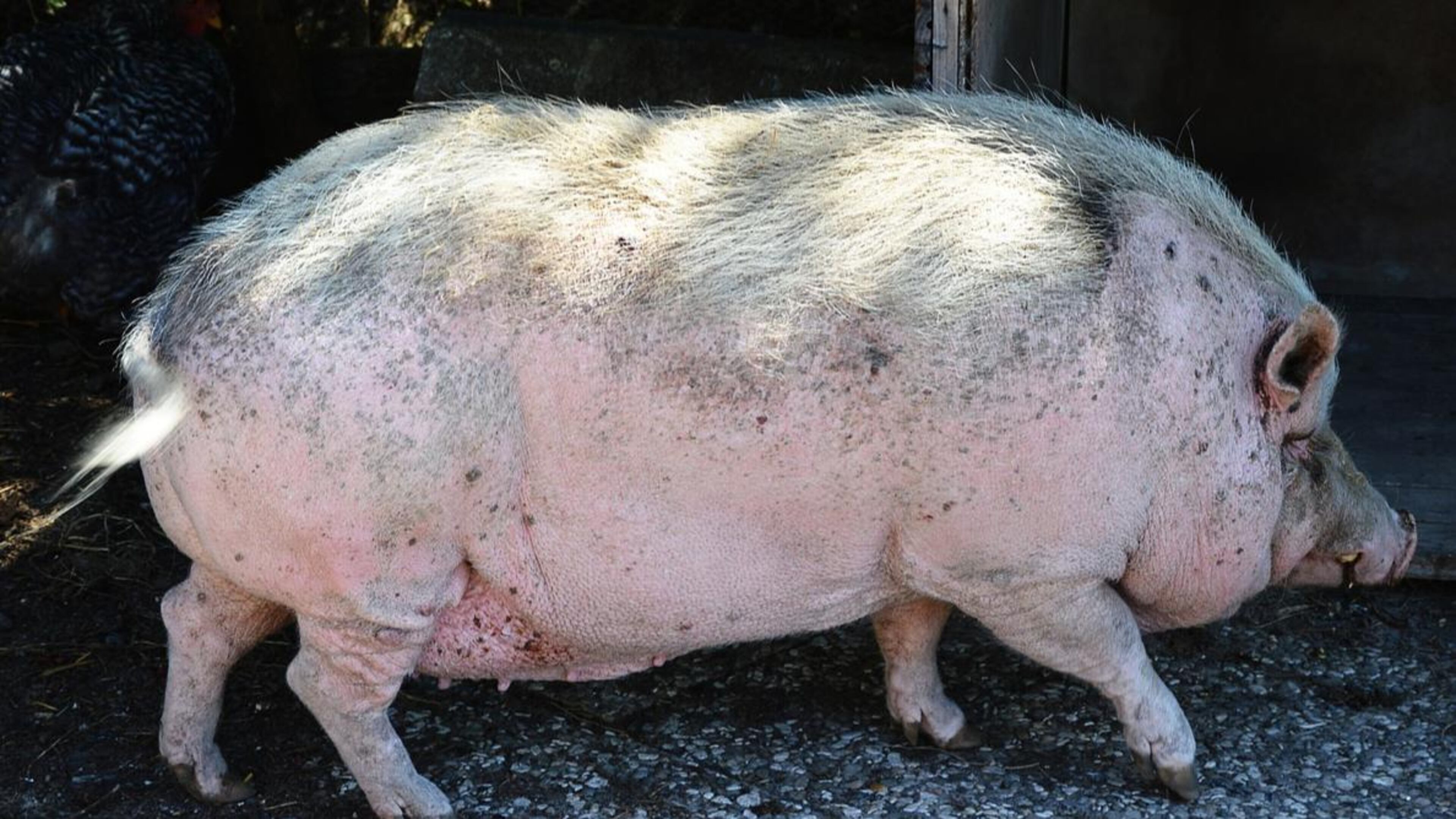 An Indiana woman wants to keep her pot-bellied pig despite laws that prohibit the animal within city limits.