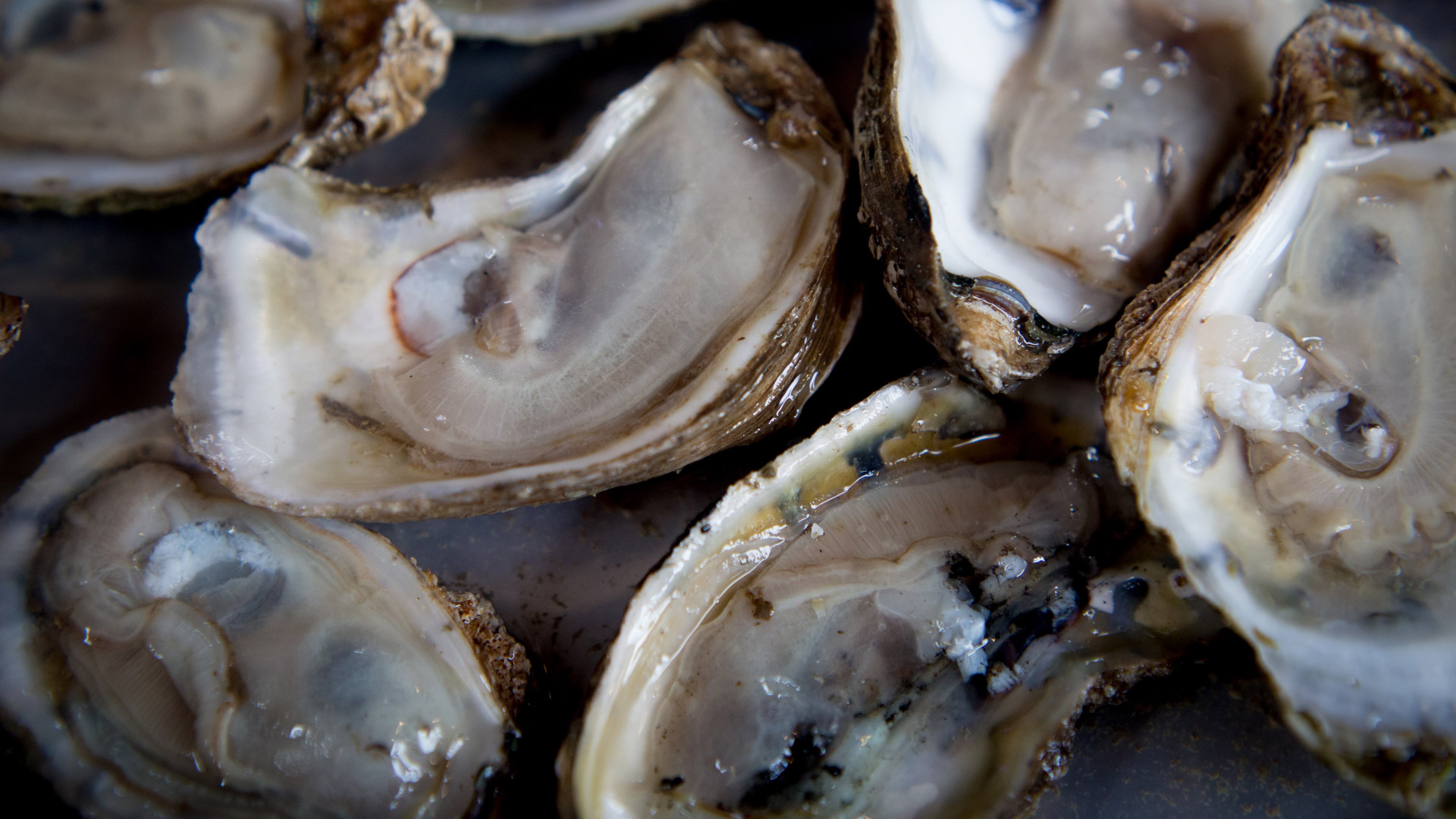 Shucked oysters will be abundant at the Atlanta Oyster Festival at Park Tavern in Atlanta. STEVE SCHAEFER / SPECIAL TO THE AJC