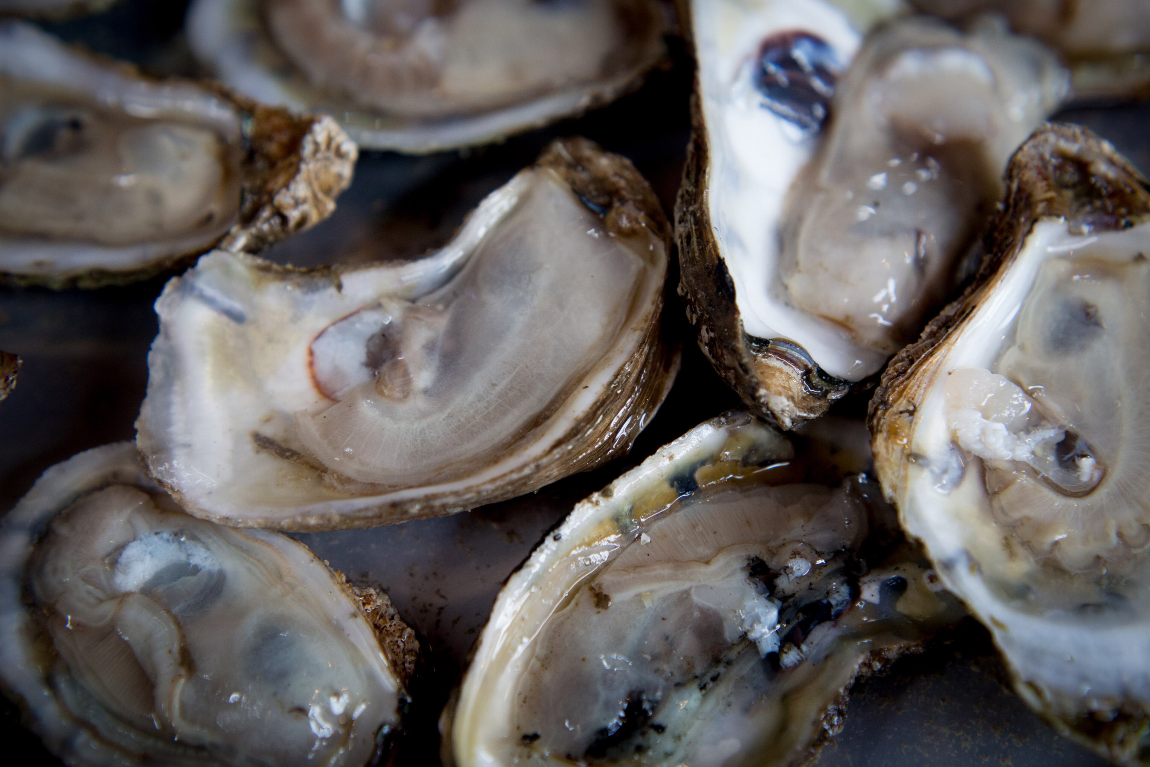 Shucked oysters were in abundance at the 13th Annual Oyster Crawfish Festival at Park Tavern in Atlanta on Saturday, March 26, 2016. STEVE SCHAEFER / SPECIAL TO THE AJC